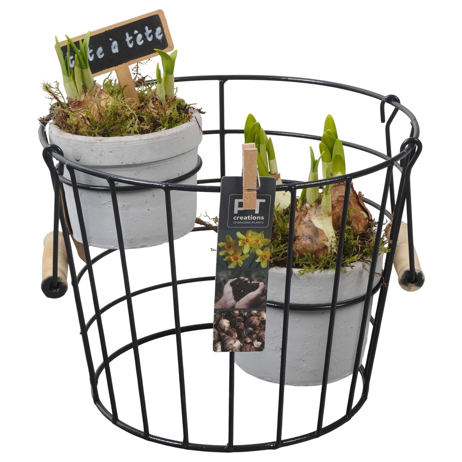 PTN8666 Arrangement Narcissus in terracotta pot met metaal, D 23