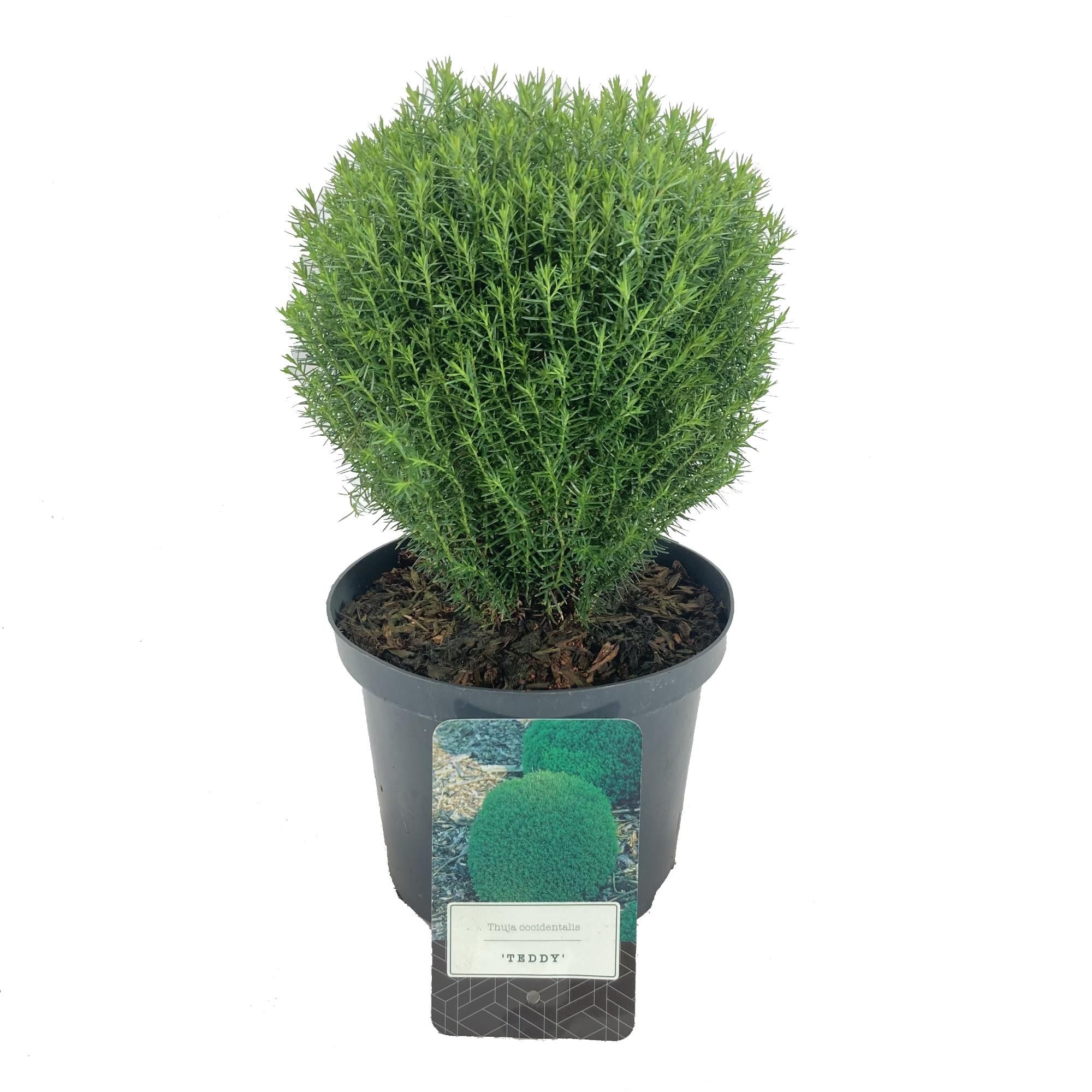 Thuja occidentalis 'Teddy', D 18