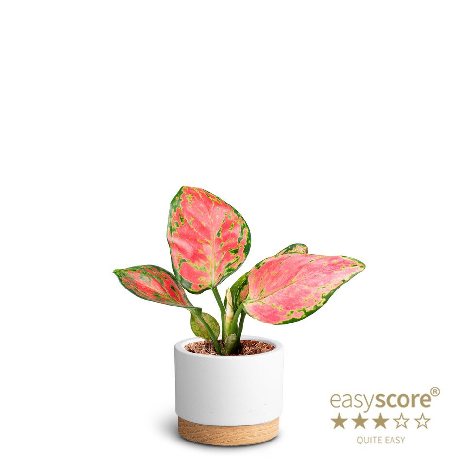 AGLAONEMA COMMUTATUM 4060089 WB White, D 7