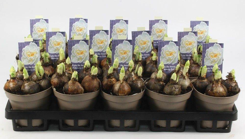 NARCIS BRIDAL CROWN 12 Floratino, D 12