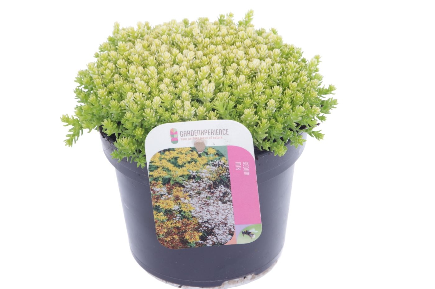 Sedum acre, D 13