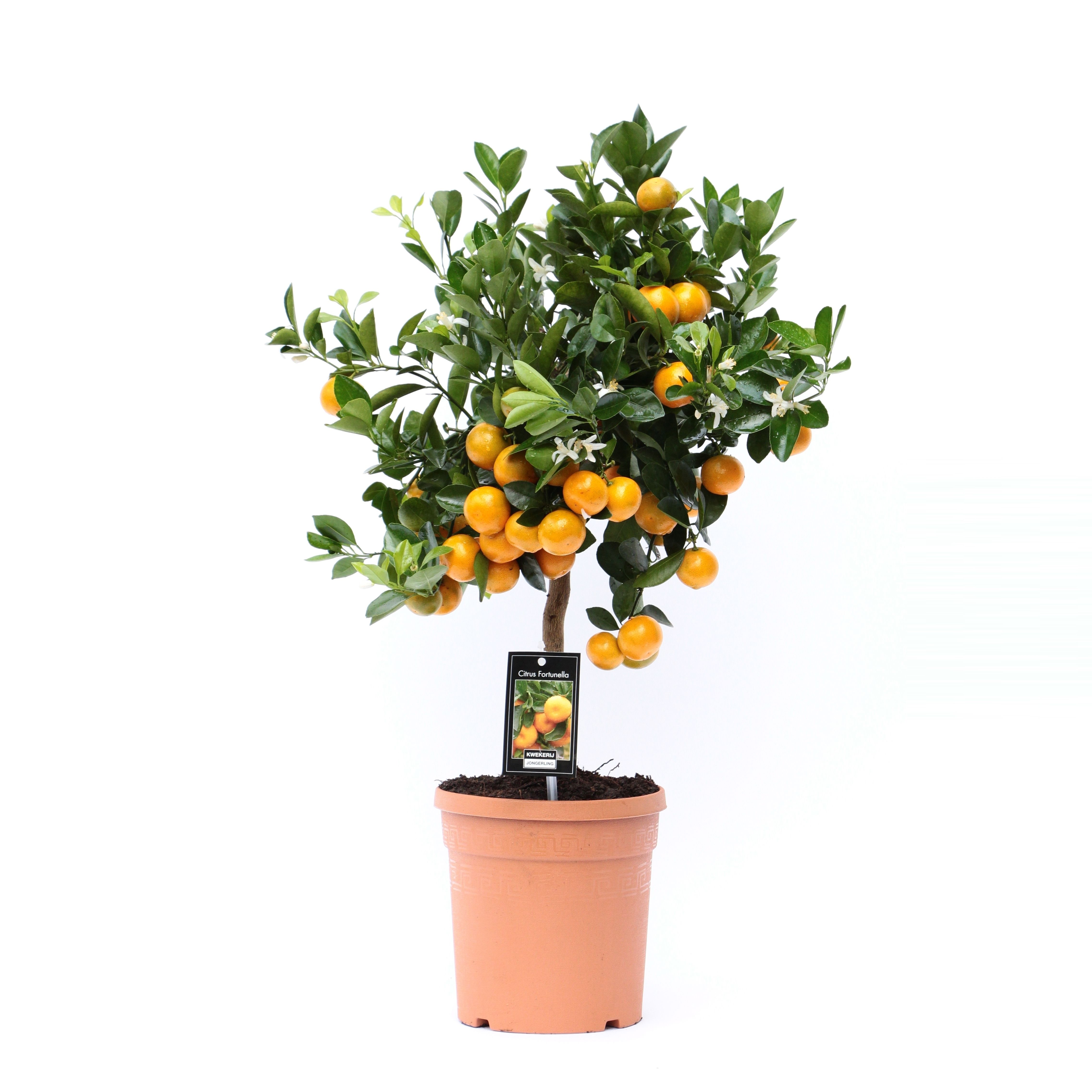 Citrus Calamondin, D 19