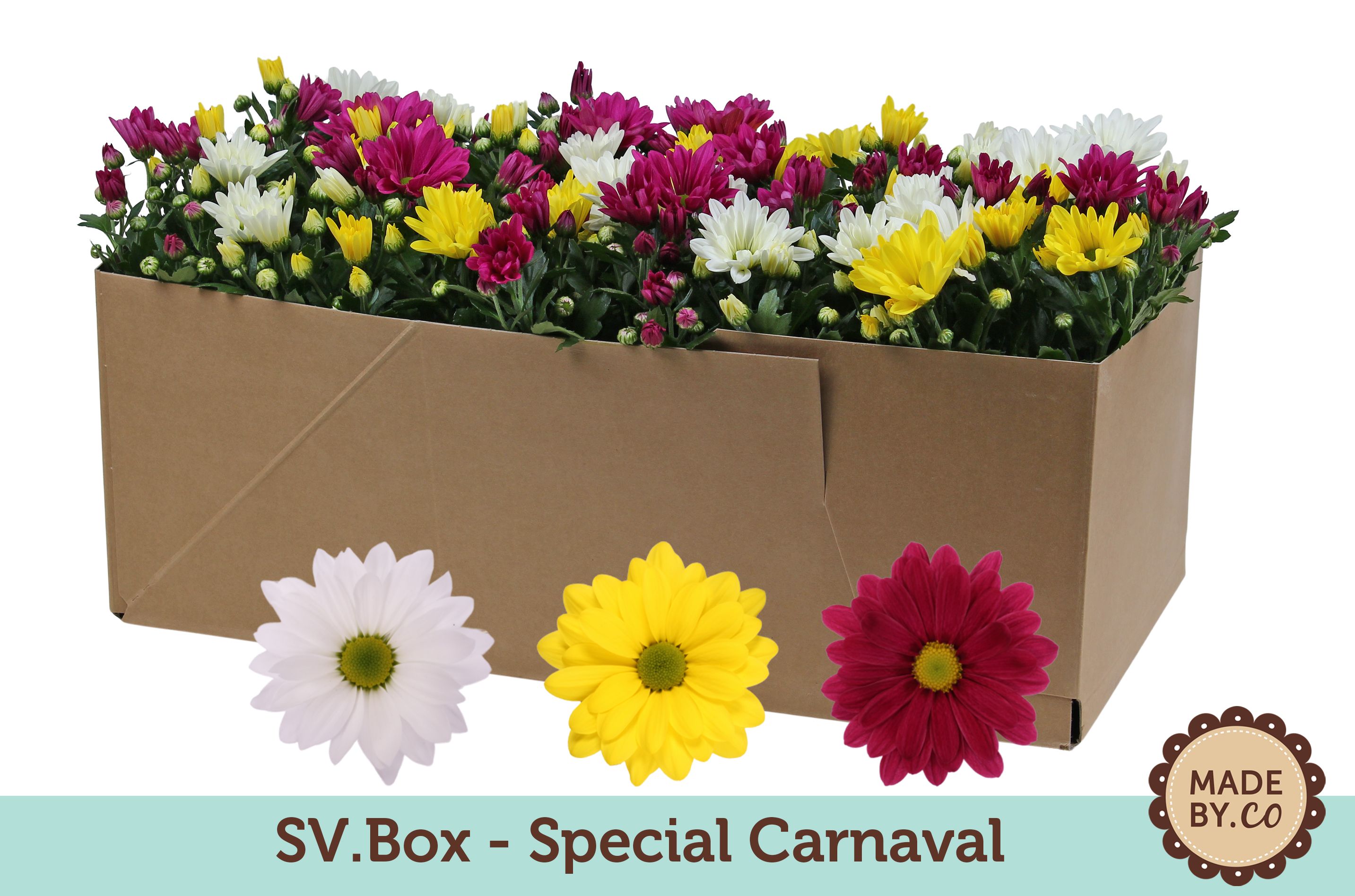 Chrysant Carnaval in SV.Box, D 12