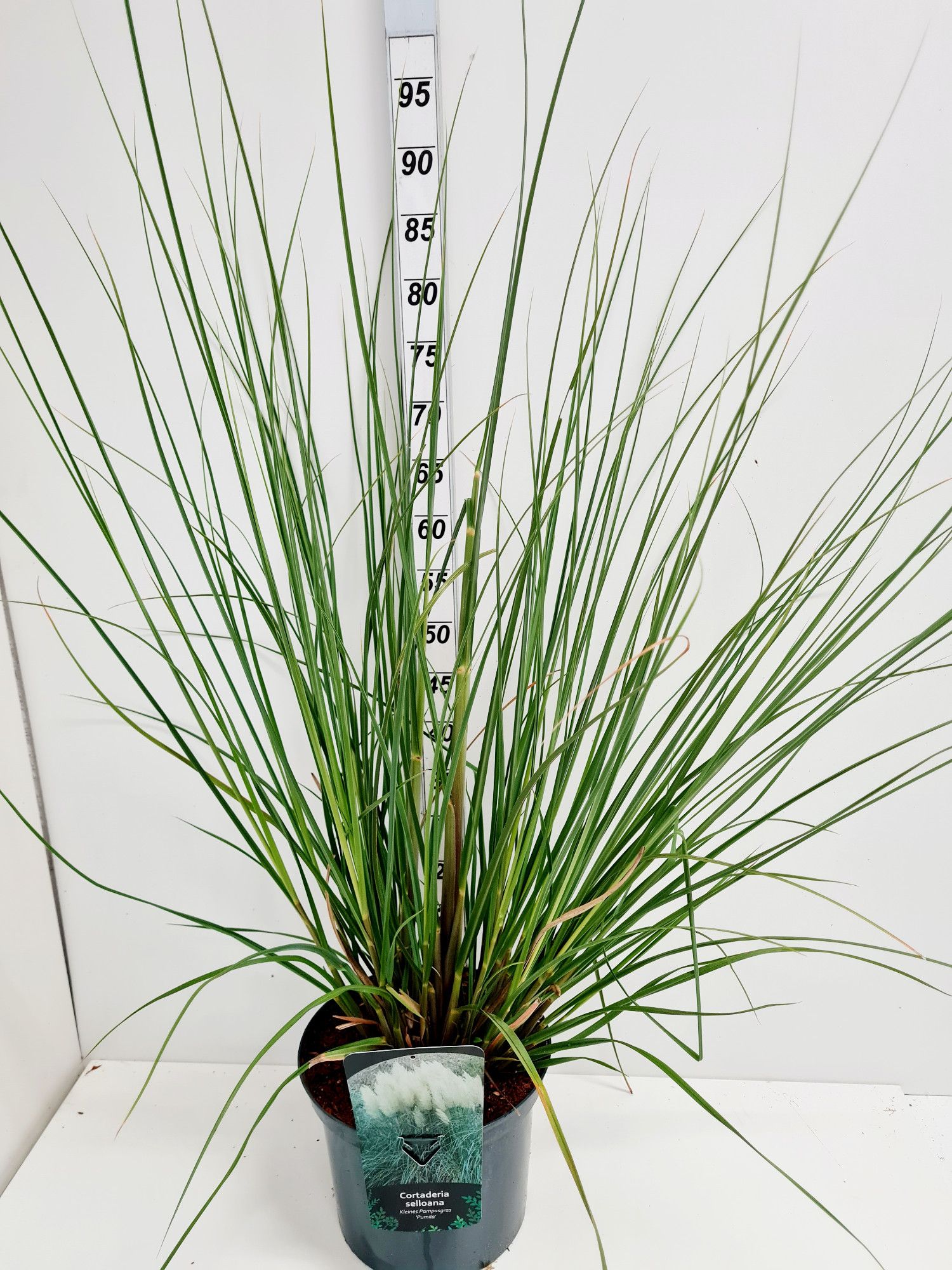 Cotaderia selloana Pumila C5, D 23