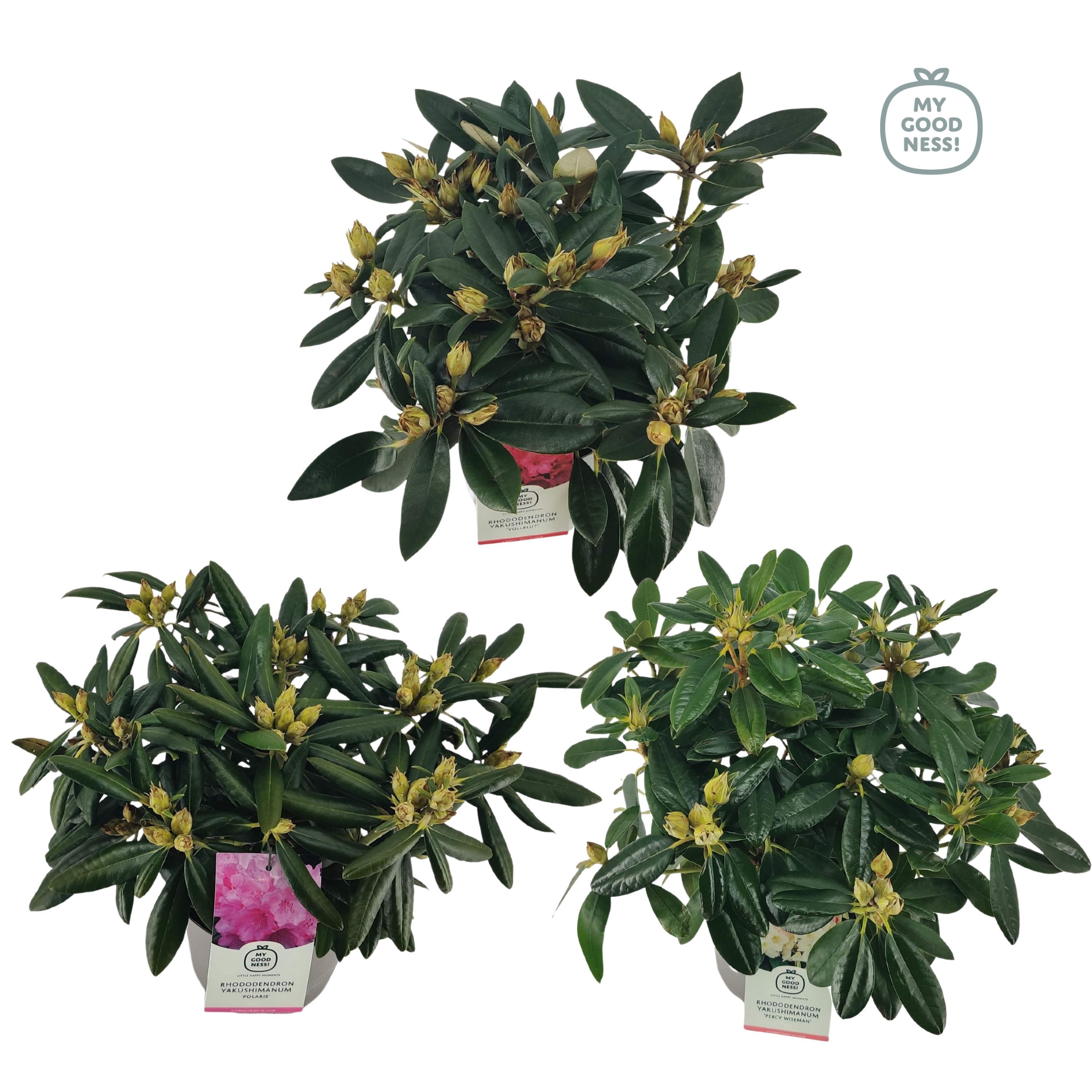 Rhododendron 30-40 /4 liter 'Mix' yakushimanum, D 21