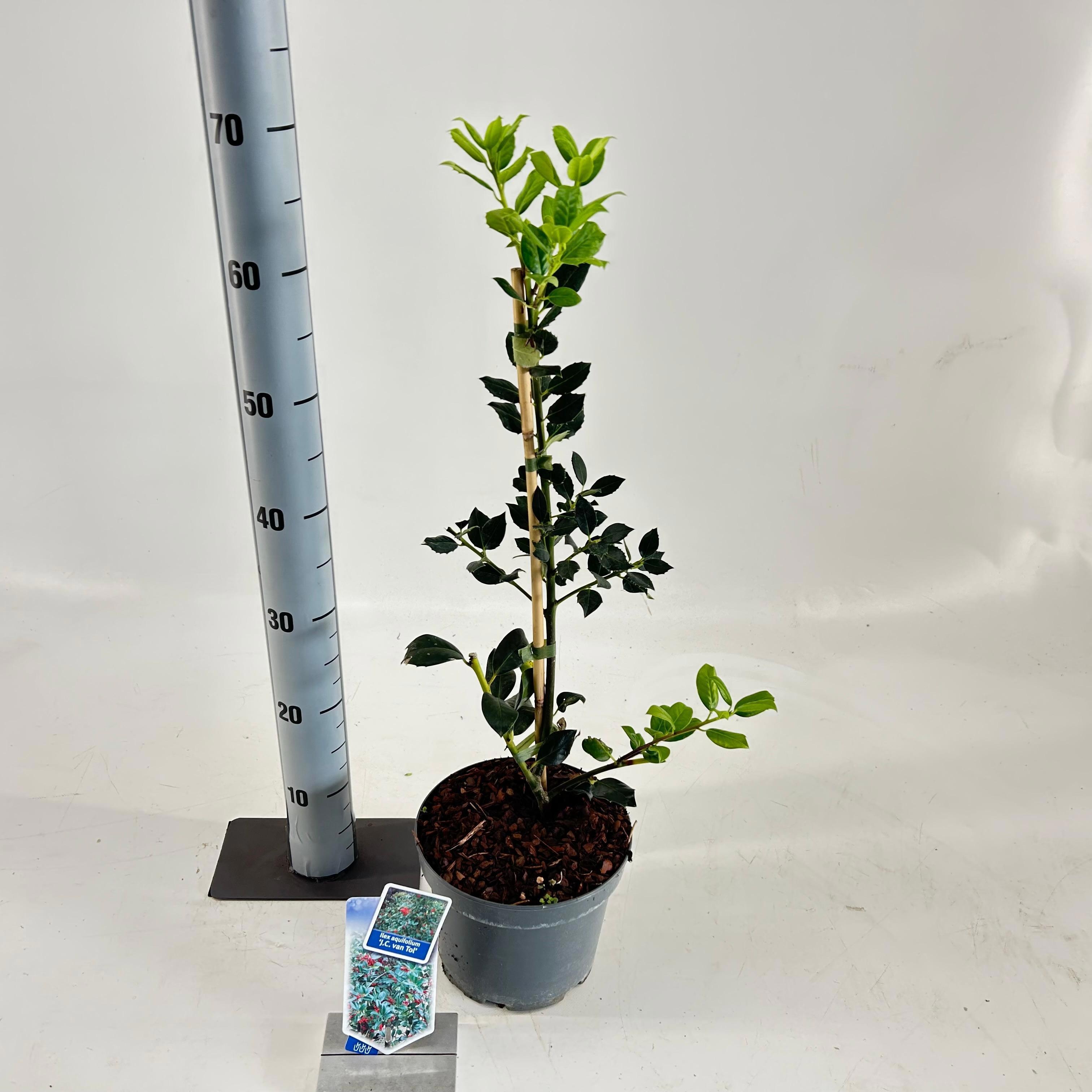 ilex aquifolium 'J.C. van Tol', D 19