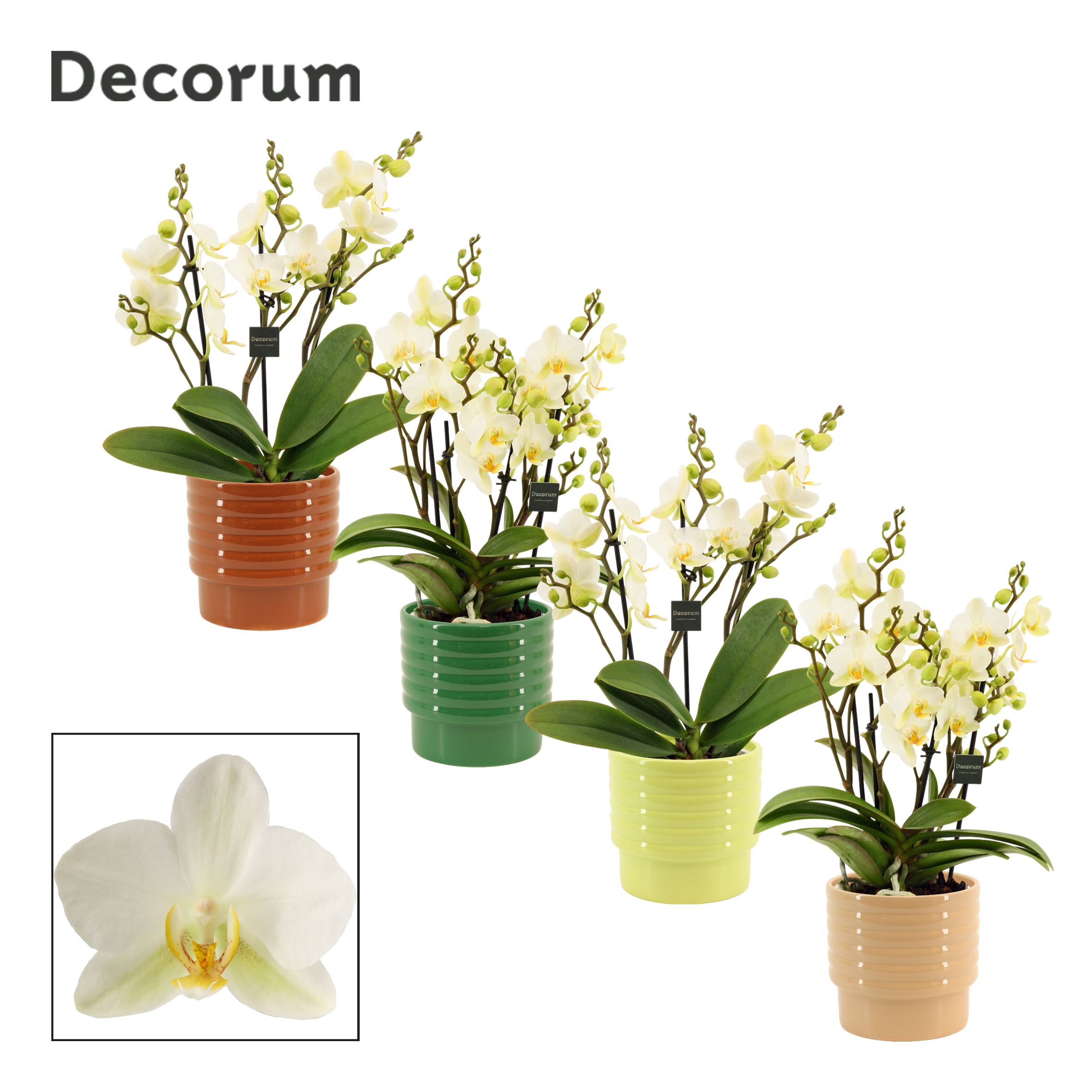 Phalaenopsis dazzling Lausanne 3-4 tak in Naemi (Natural bubble-, D 12