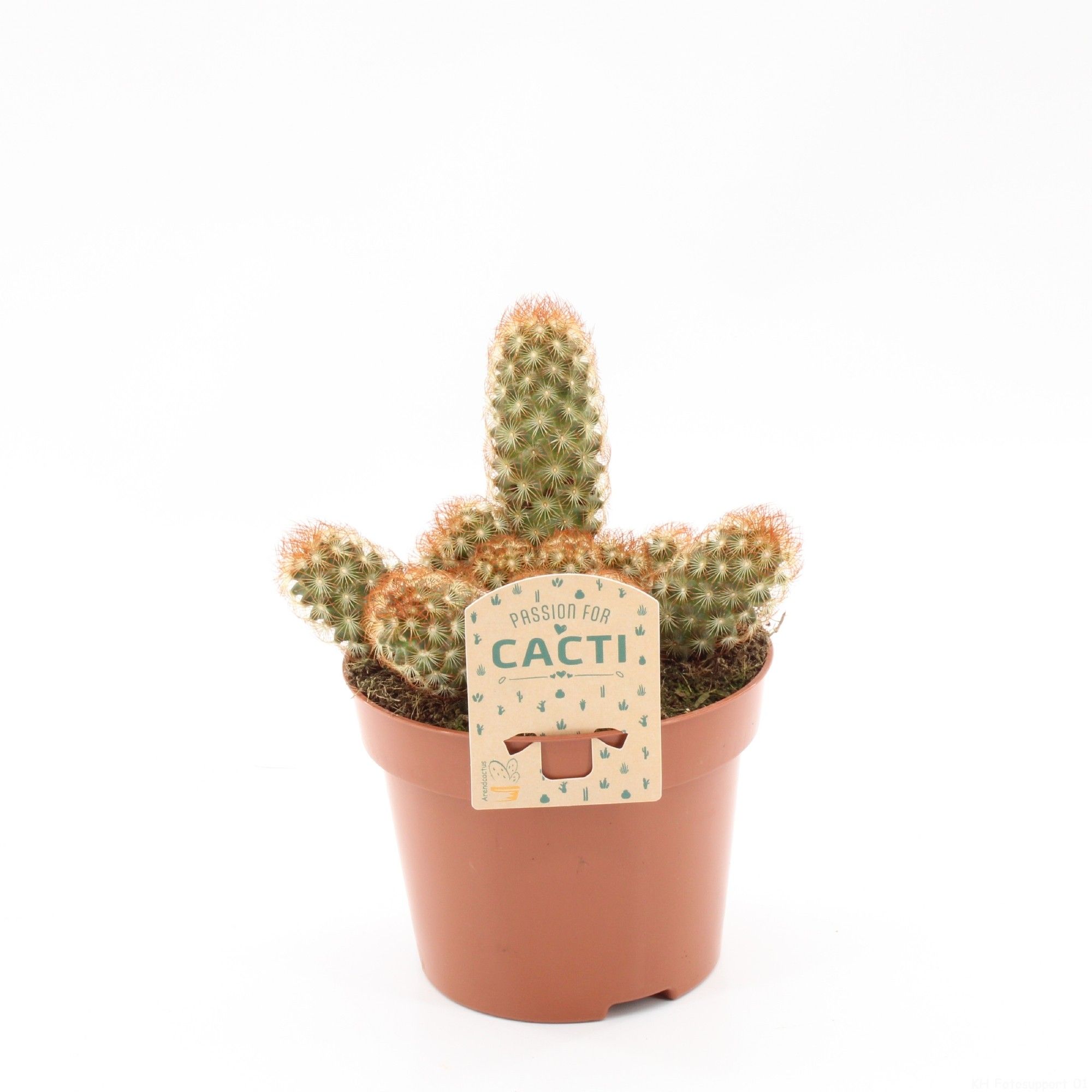 Mammillaria elongata rood, D 12