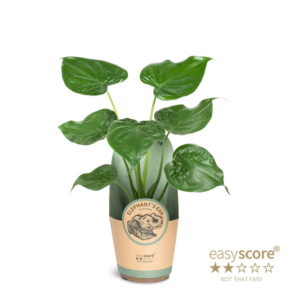 Alocasia cucullata, D 17