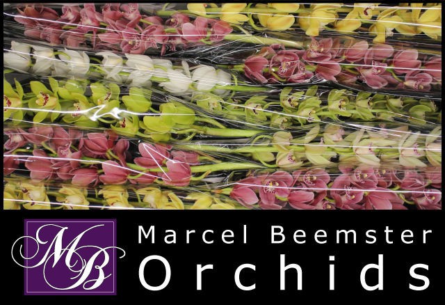 Цимбидиум мини Микс x10 60, шт.