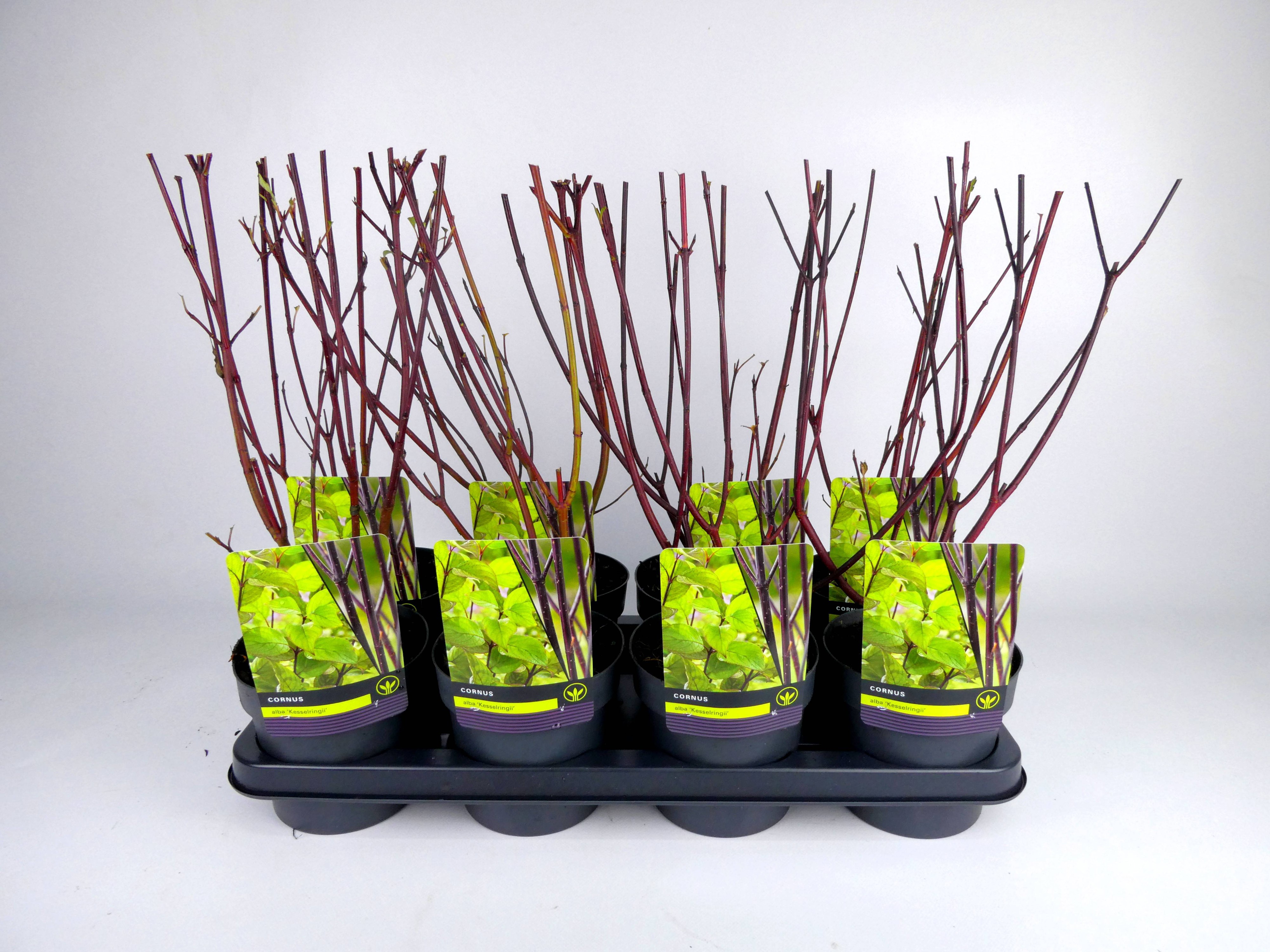 Cornus 'Kesselringii', D 14