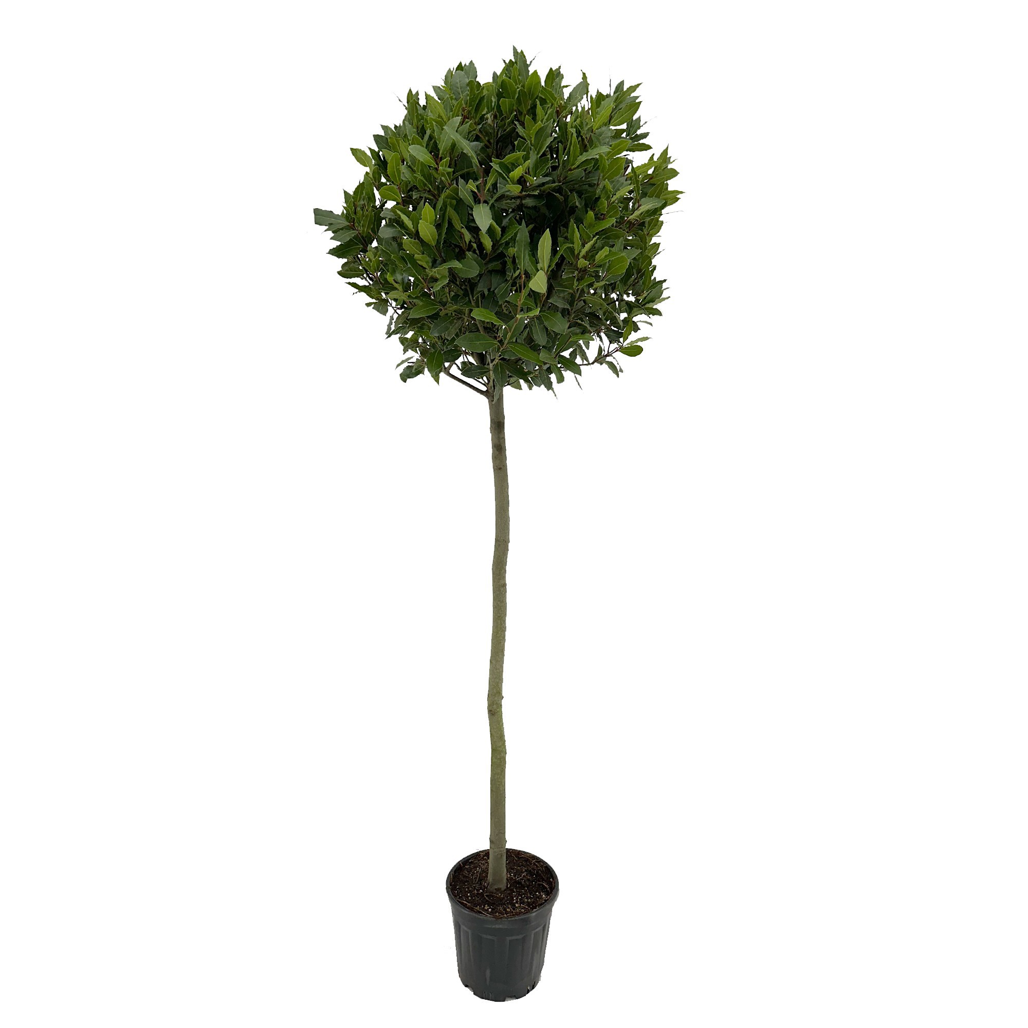 Laurus nobilis Bol op stam, D 25