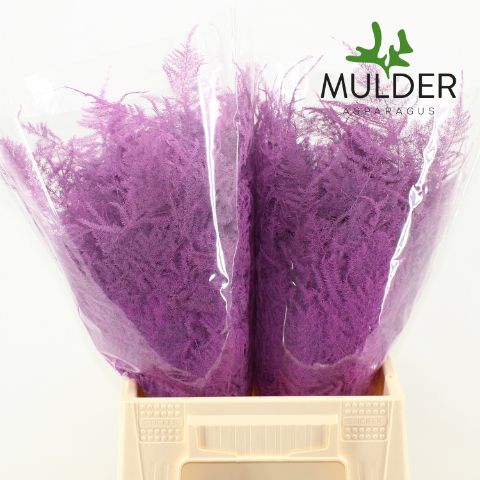 Аспарагус Овериг Крашеный (краш. ) 45, шт.