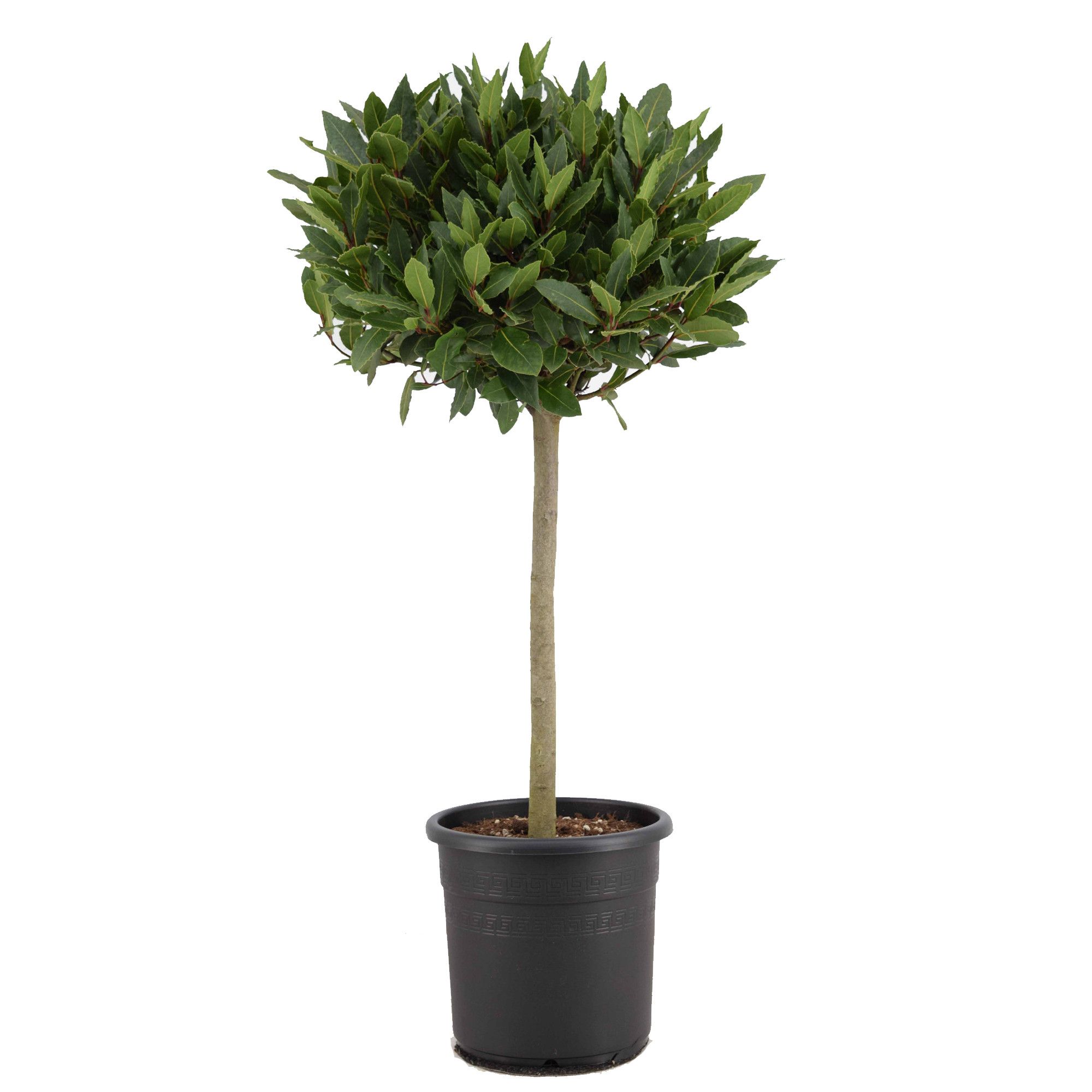 Laurus nobilis Bol op stam, D 25