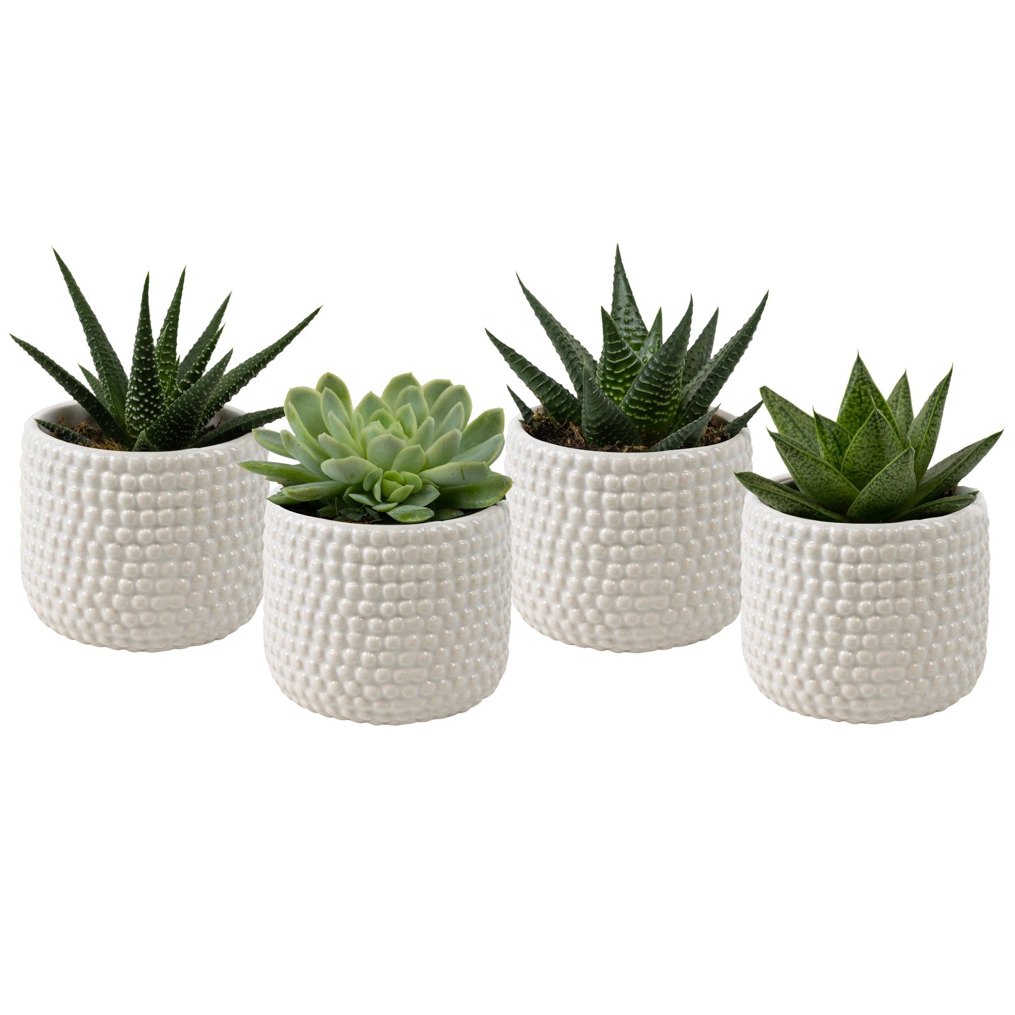 Brisbane White with Succulent mix, D 6