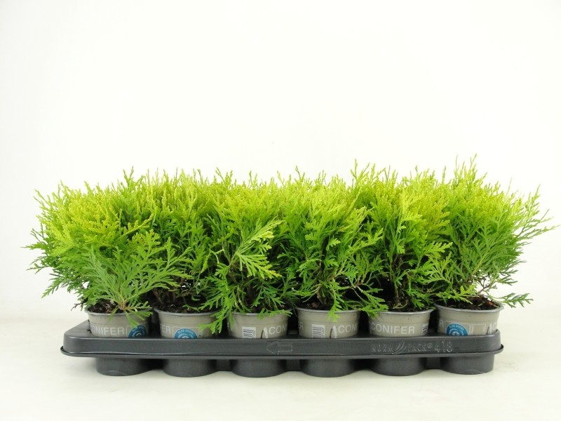Thuja occidentalis 'Danica Aurea', D 9