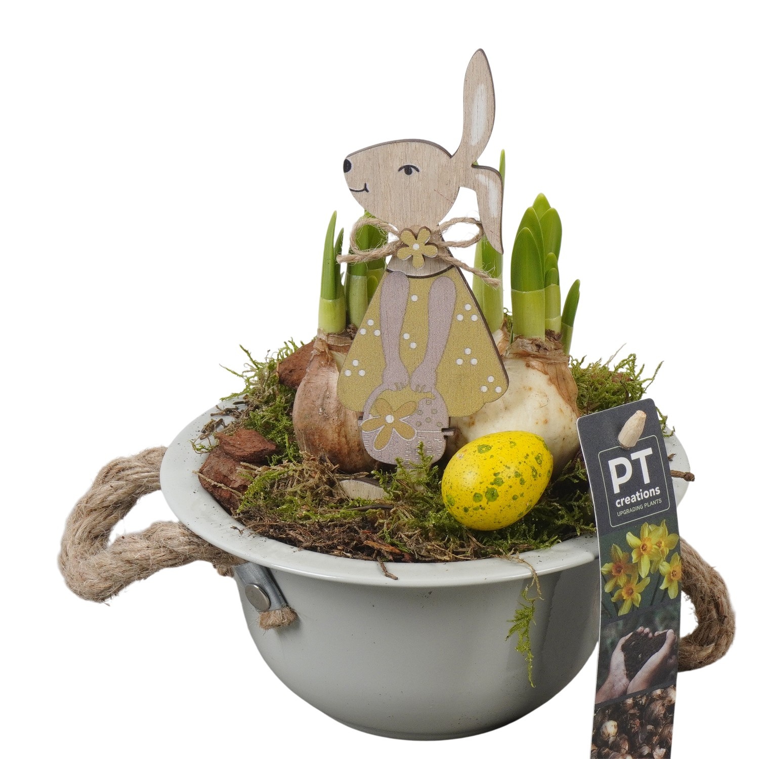 PTNP4421 Arrangement Narcissus Easter in zink schaal, D 16