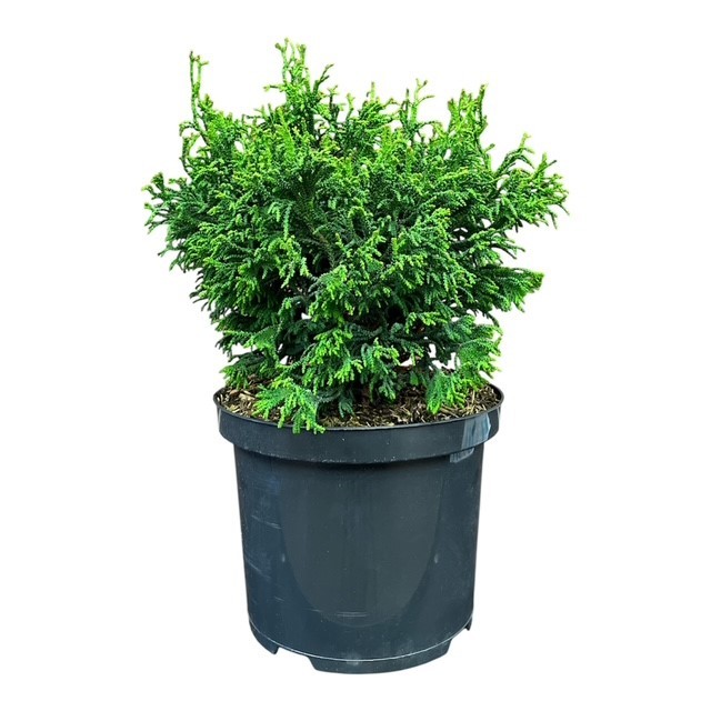 Chamaecyparis obtusa 'Brigitte', D 23
