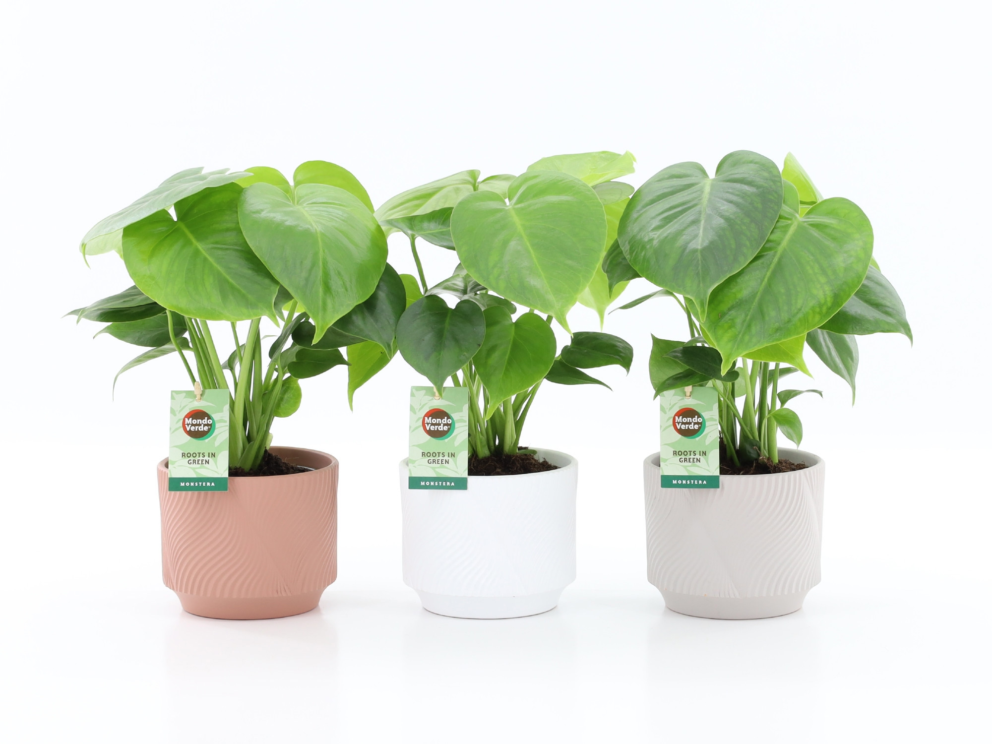 Monstera deliciosa in Rodena keramiek, D 13