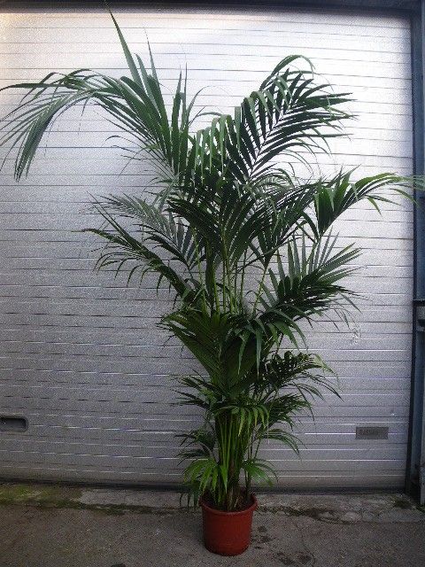 Howea forsteriana, D 32