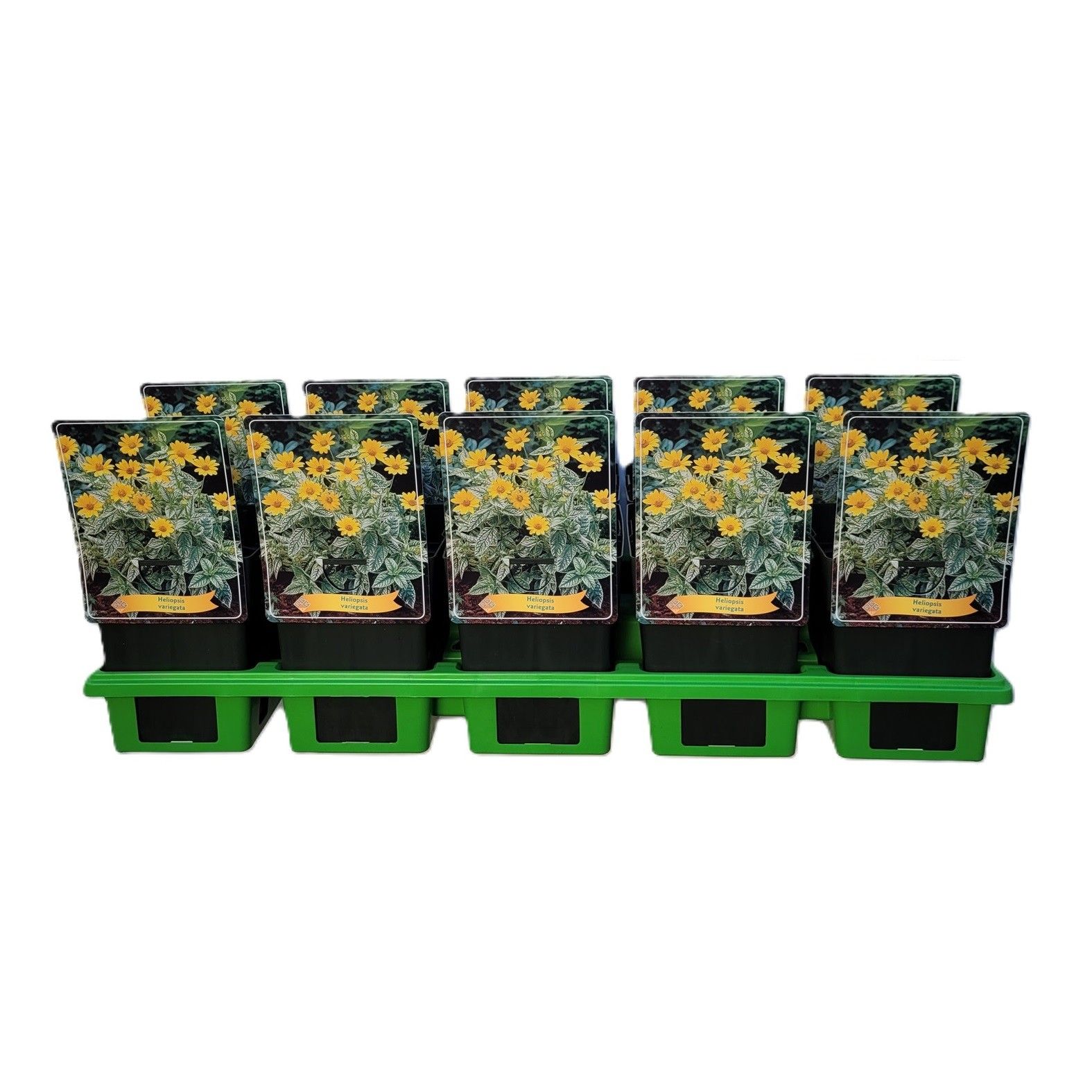 Heliopsis Variegata P11, D 11