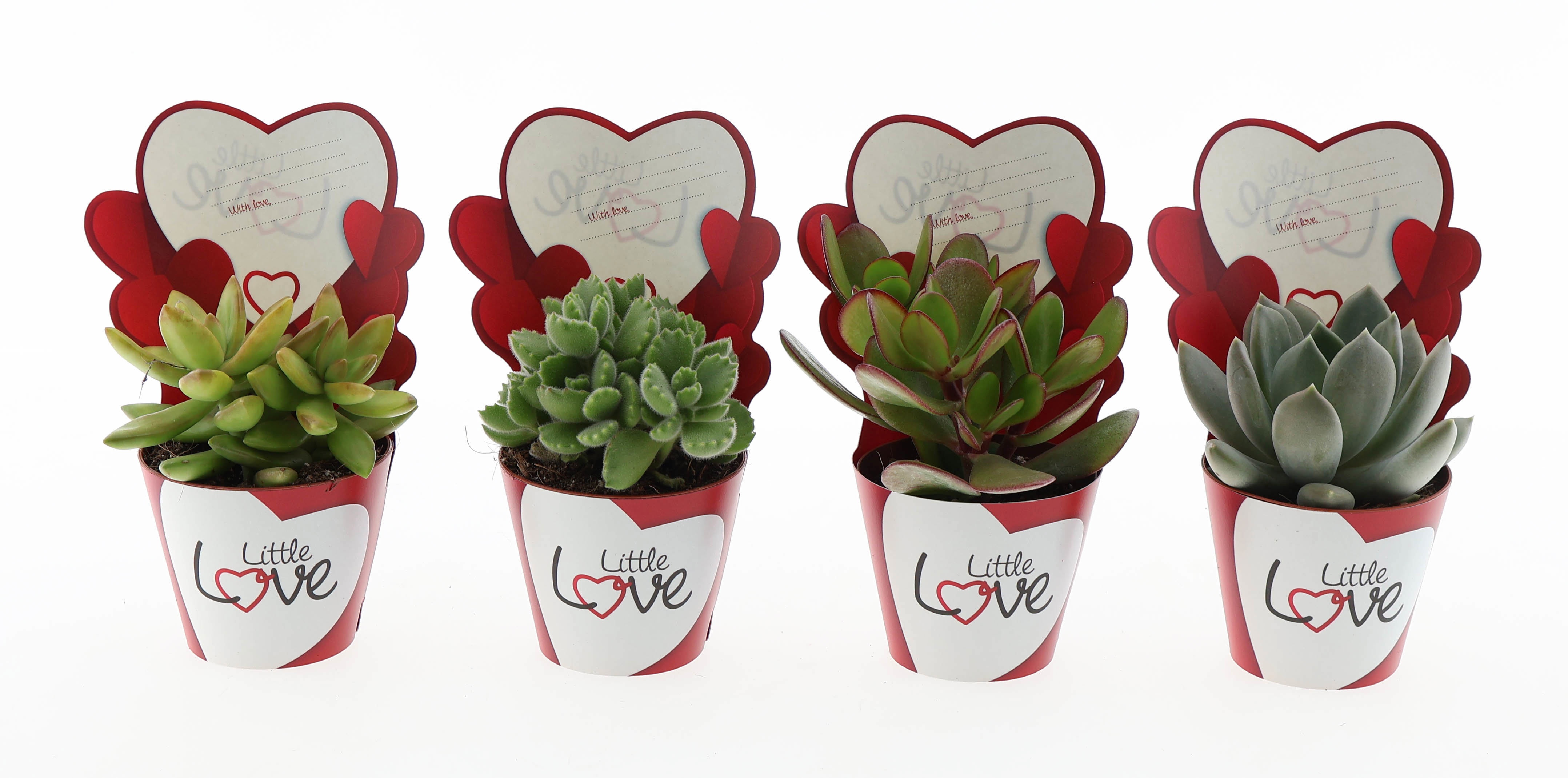 Potcover little love succulenten mix, D 8,5