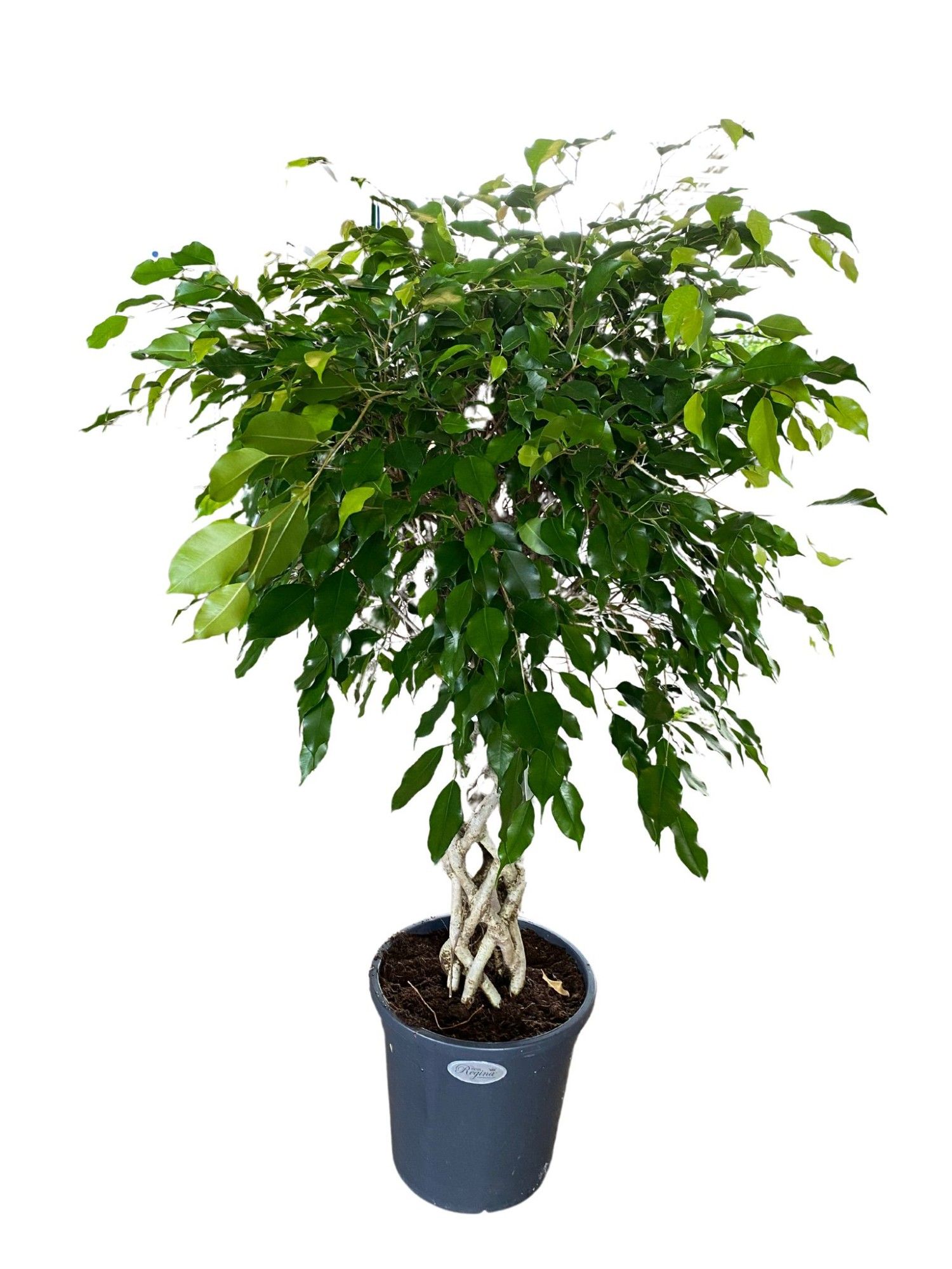 Ficus Benjamina Exotica koker p31, D 31
