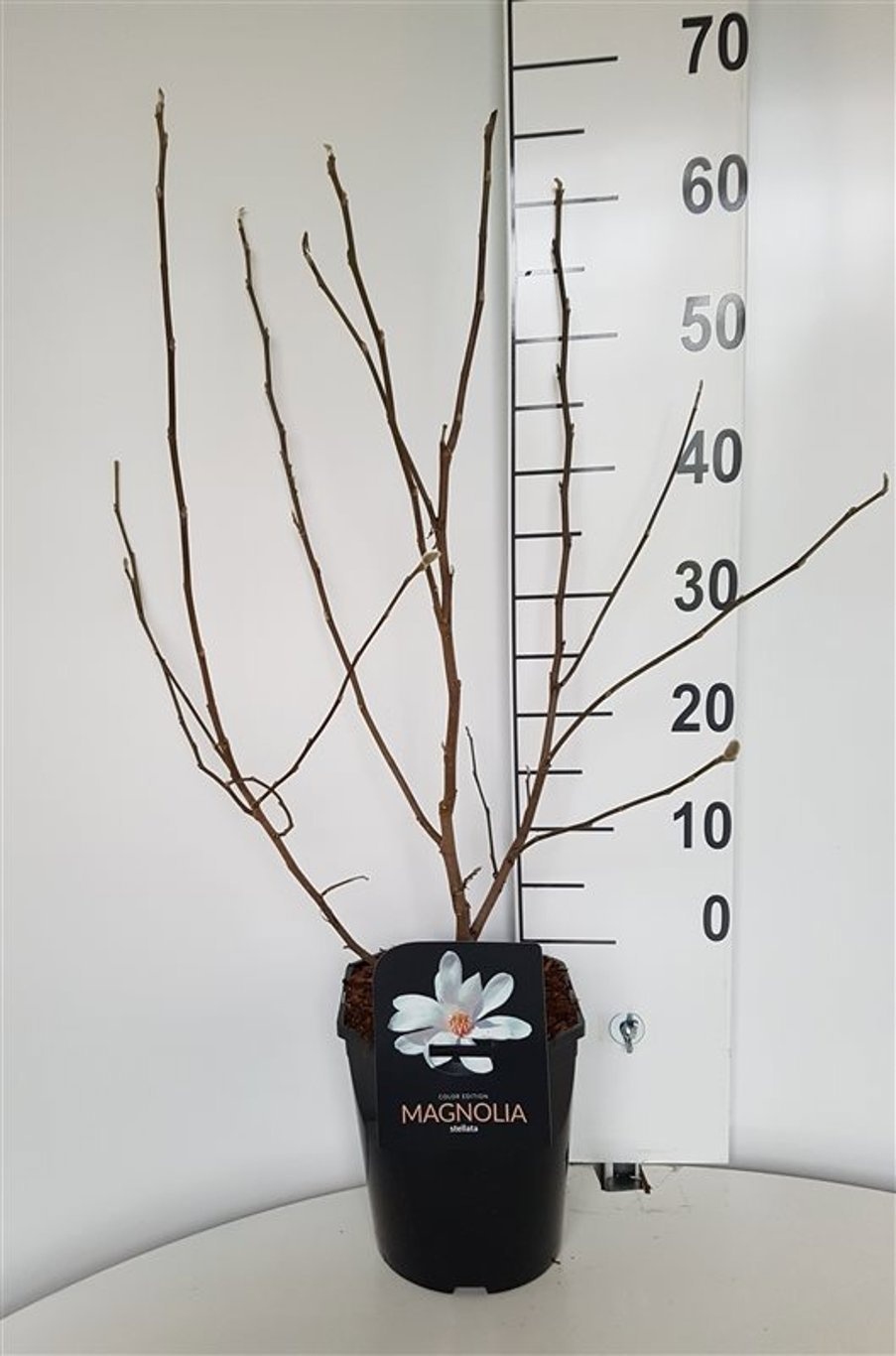 Magnolia stellata, D 21