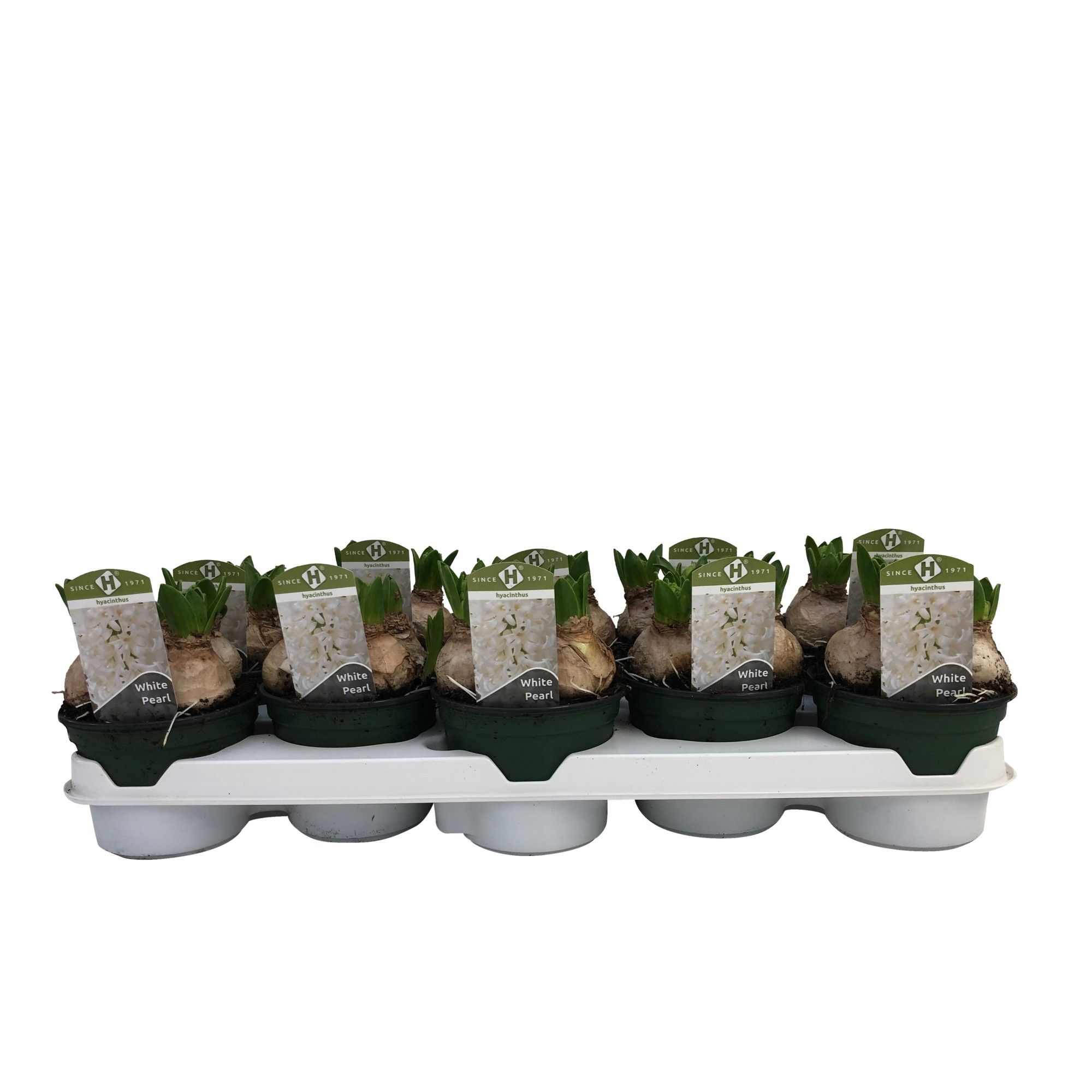 Hyacinthus orientalis 'White Pearl', D 12