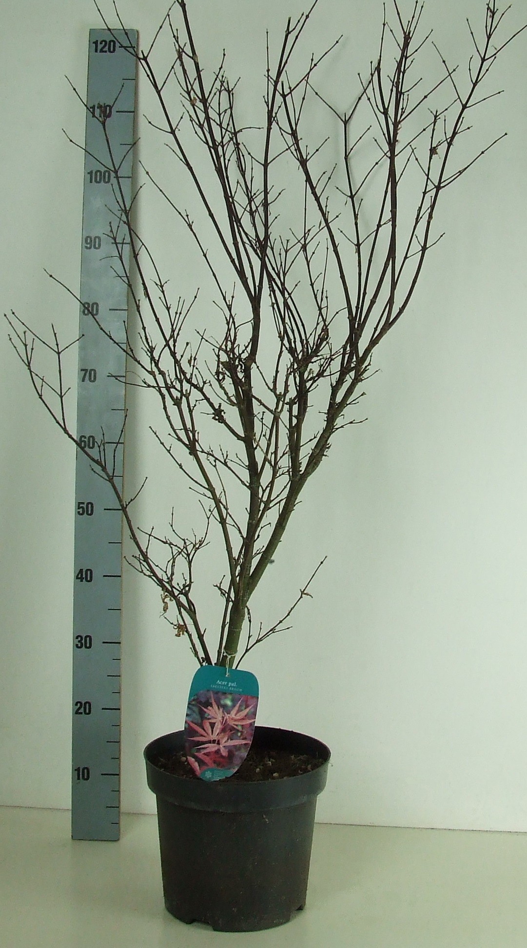 Acer palmatum 'Skeeters Broom' P26 Full CC, D 26