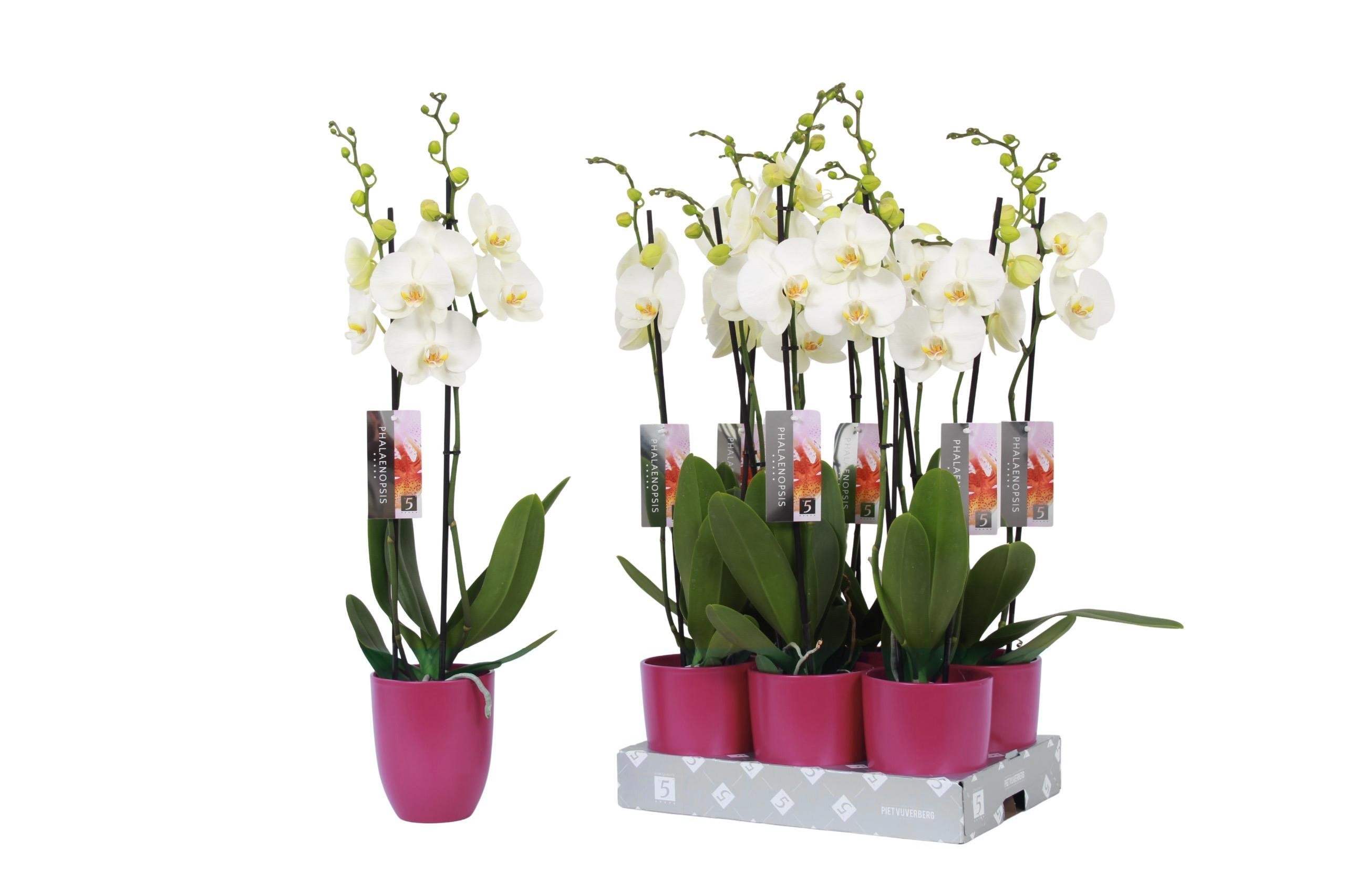 Phalaenopsis White, 2-spike Purple Ceramics, D 12