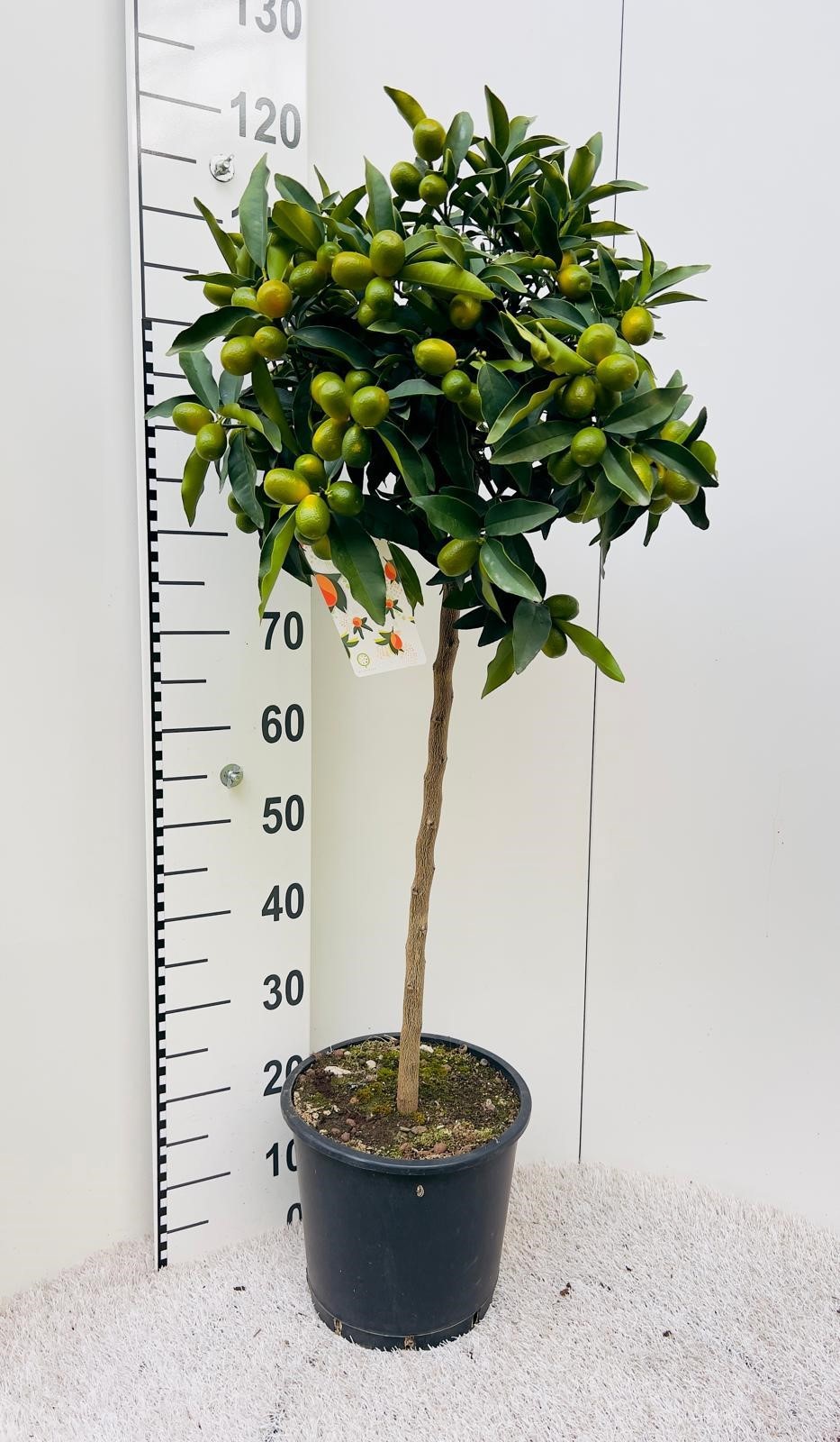 Citrus Kumquat Nagami on stem, D 25