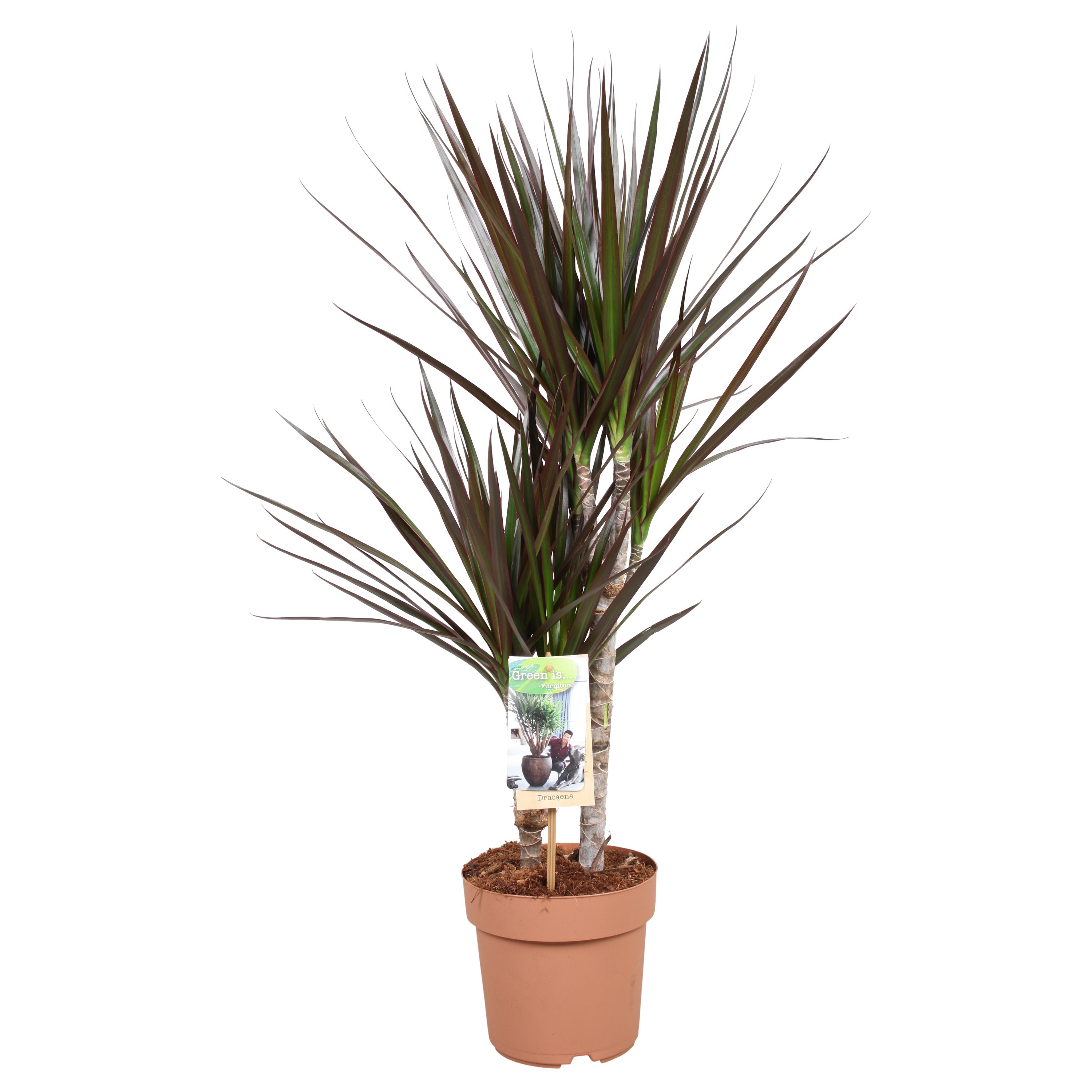 Dracaena Magenta 30-15*, D 17