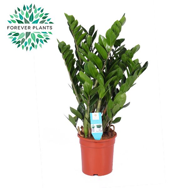 Zamioculcas p21, D 21