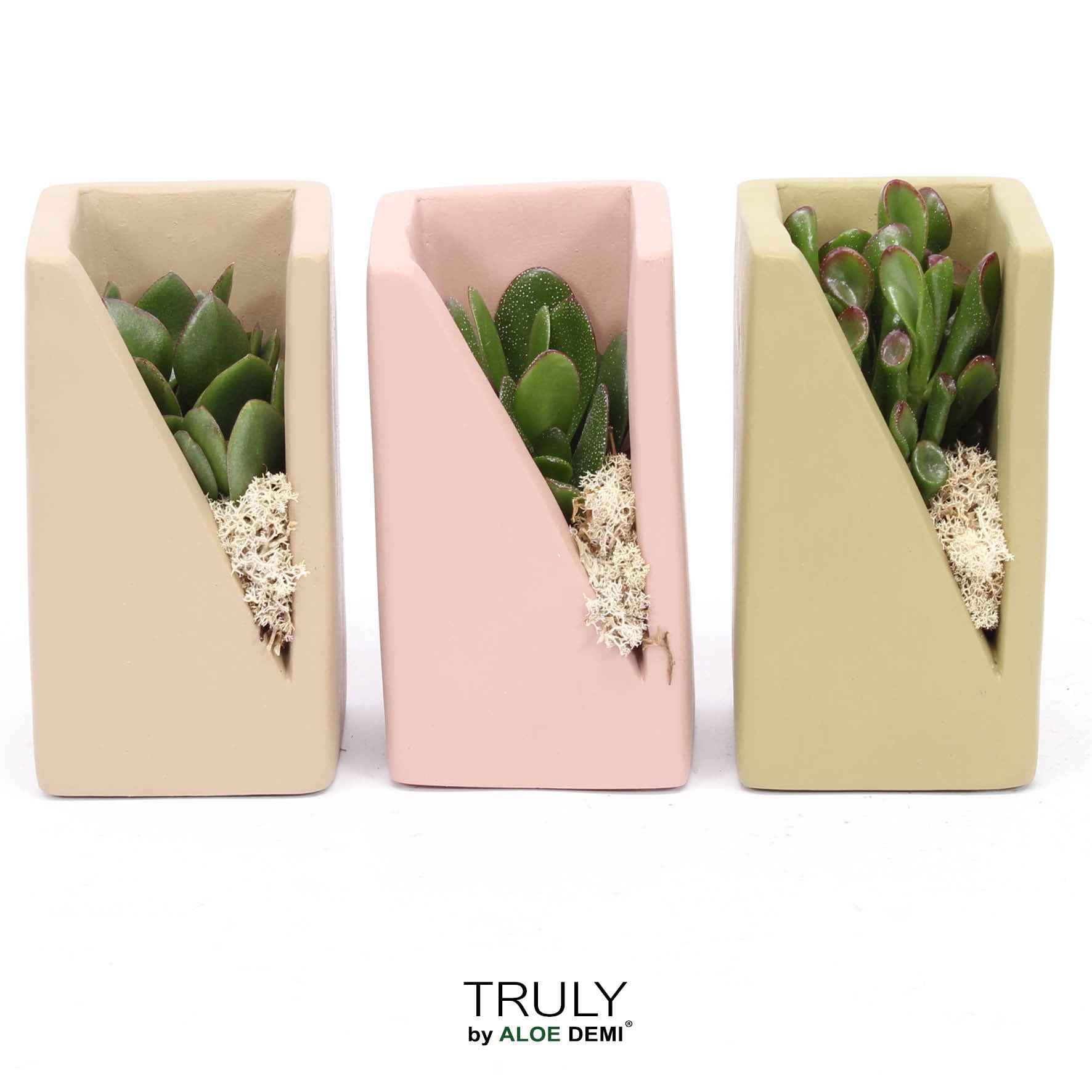 TRULY Crassula, Meles concrete moss - Green Beige Pink, D 7