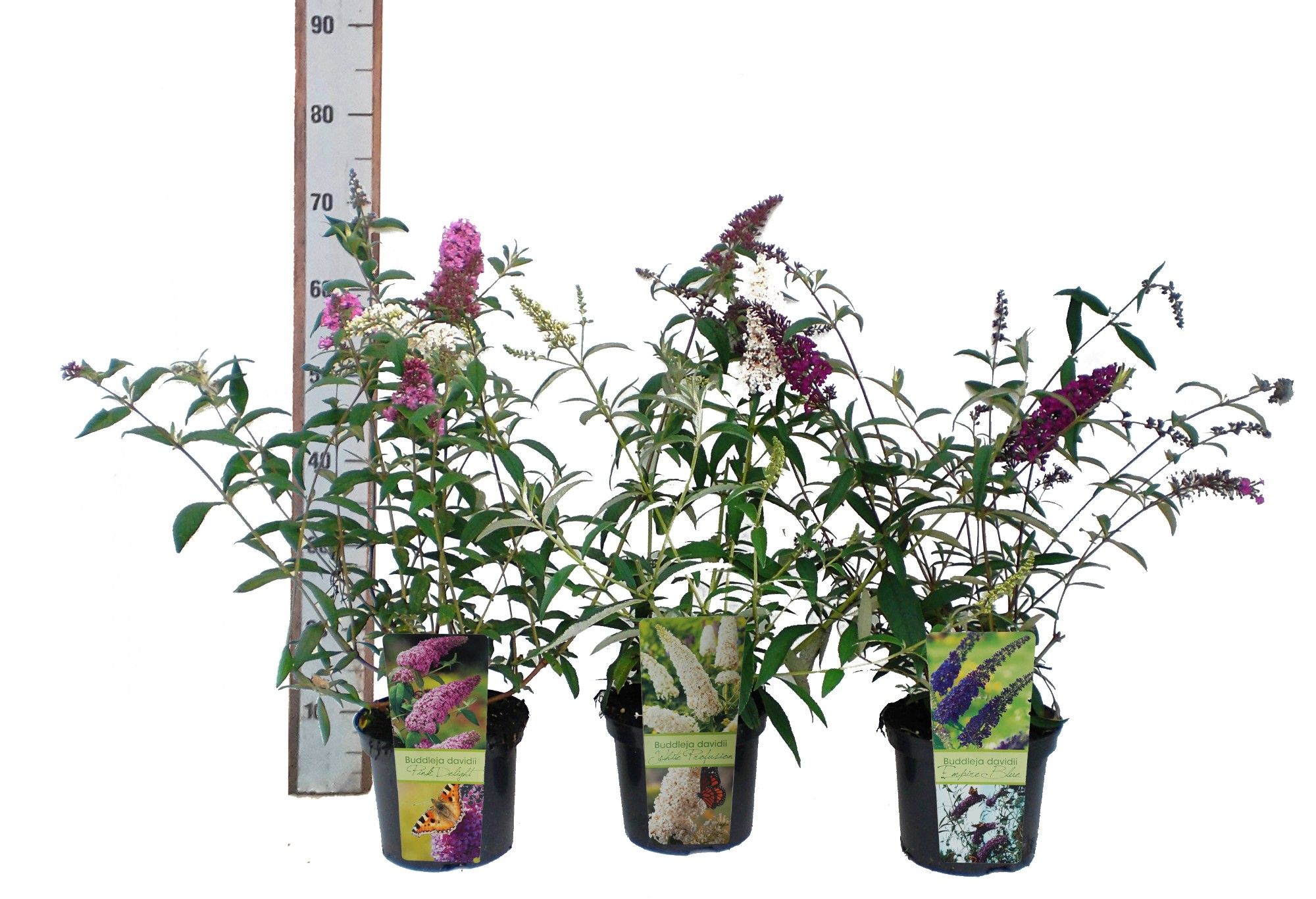 Buddleja davidii, 'Royal Red', D 19