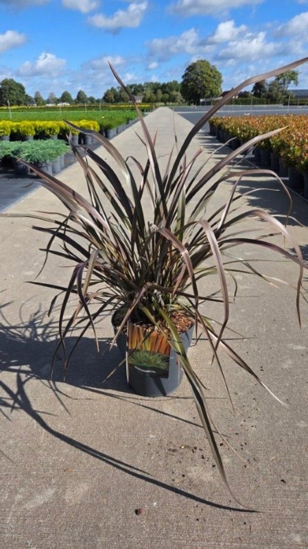 Phormium 'Maori Queen', D 29