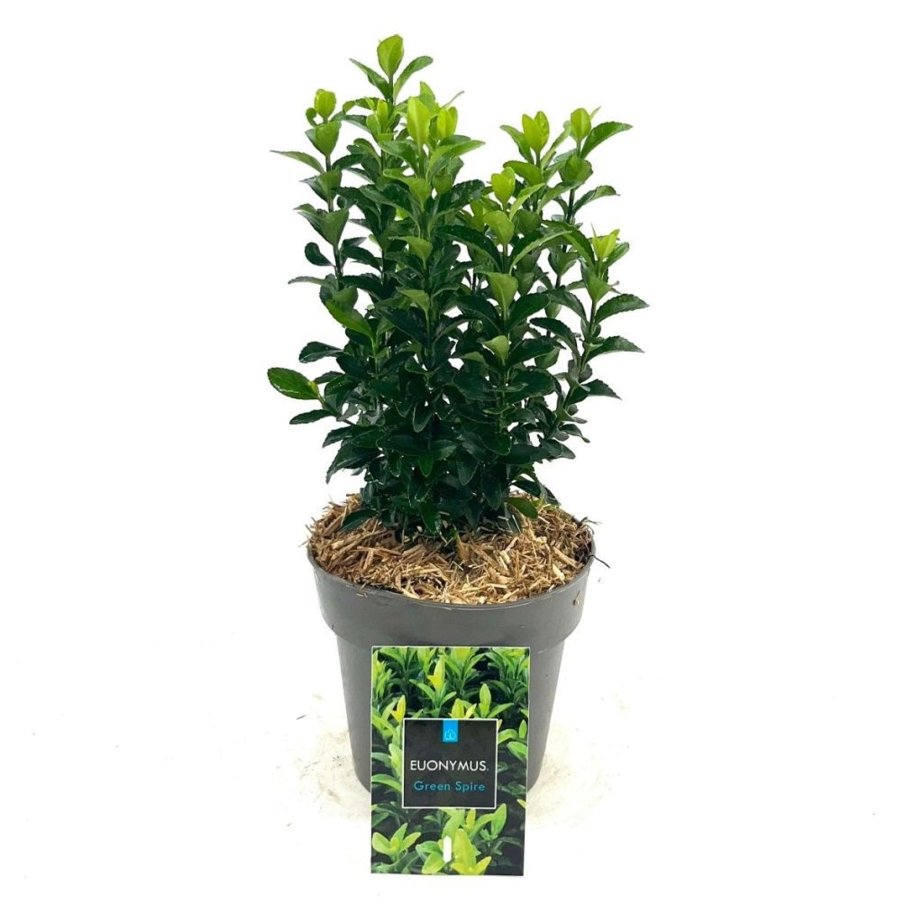 Euonymus jap. 'Green Spire', D 15