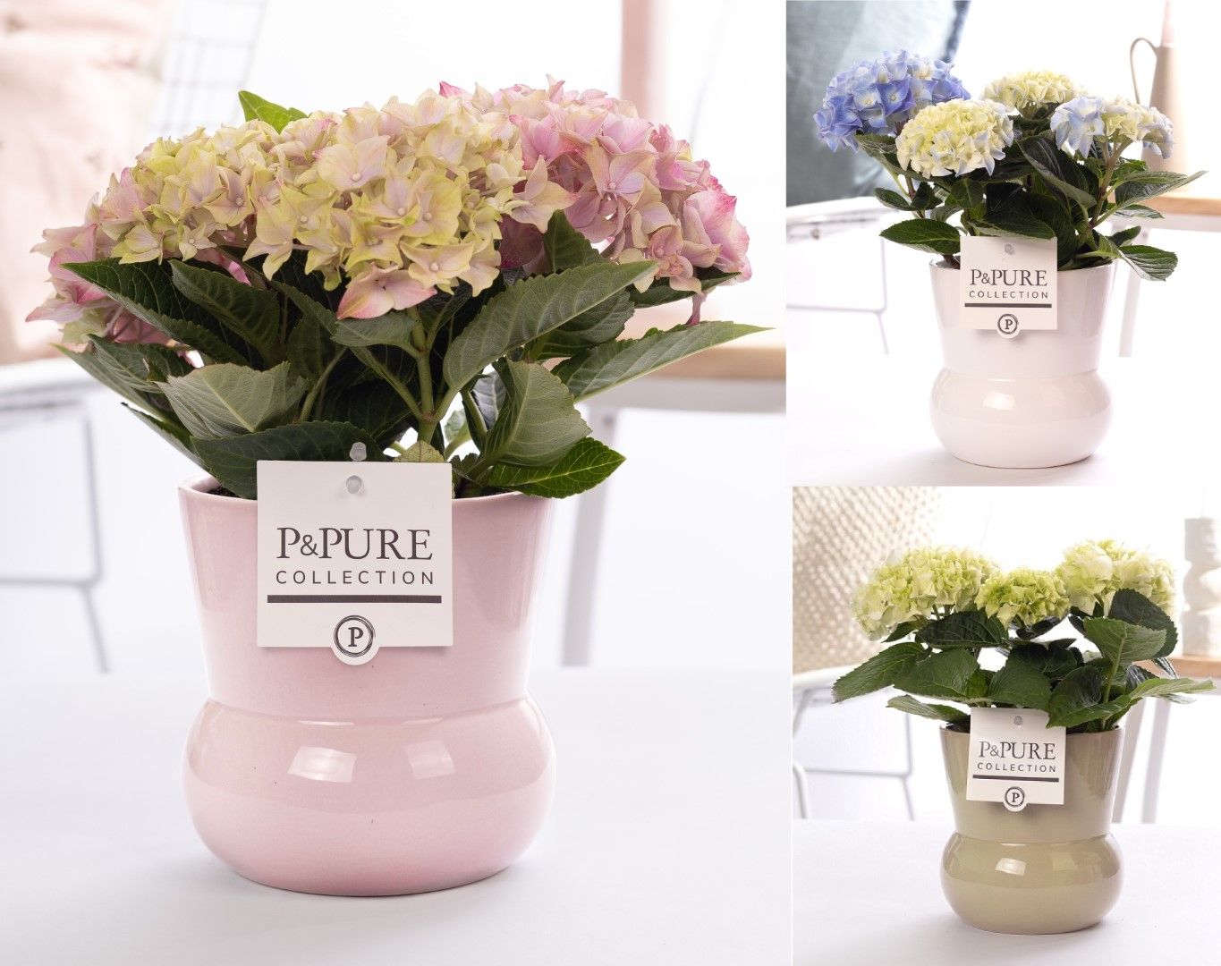 Hydrangea mix in P&PURE Plant Vase Maxima ass. 3, D 10