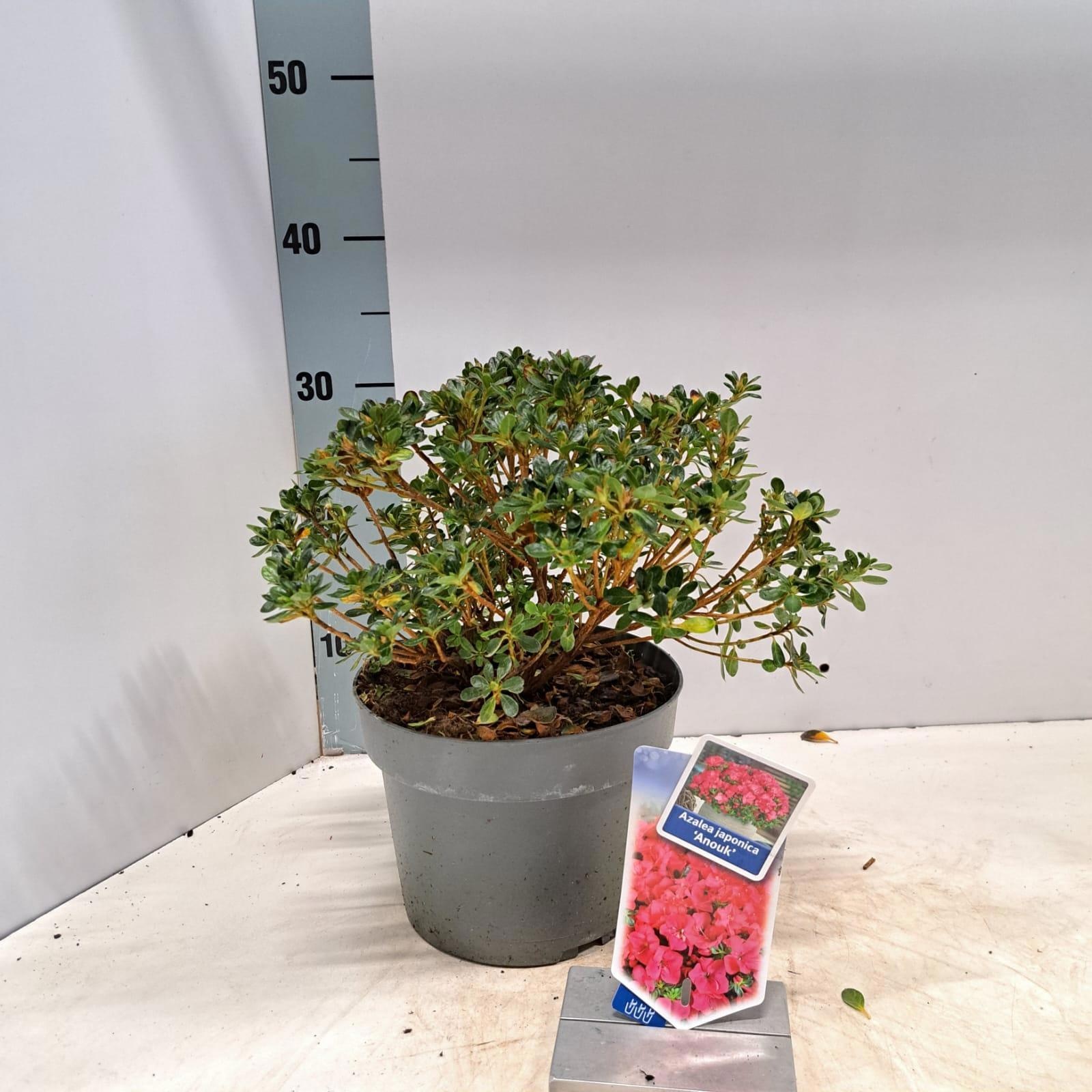 Rhododendron (AJ) 'Anouk', D 19