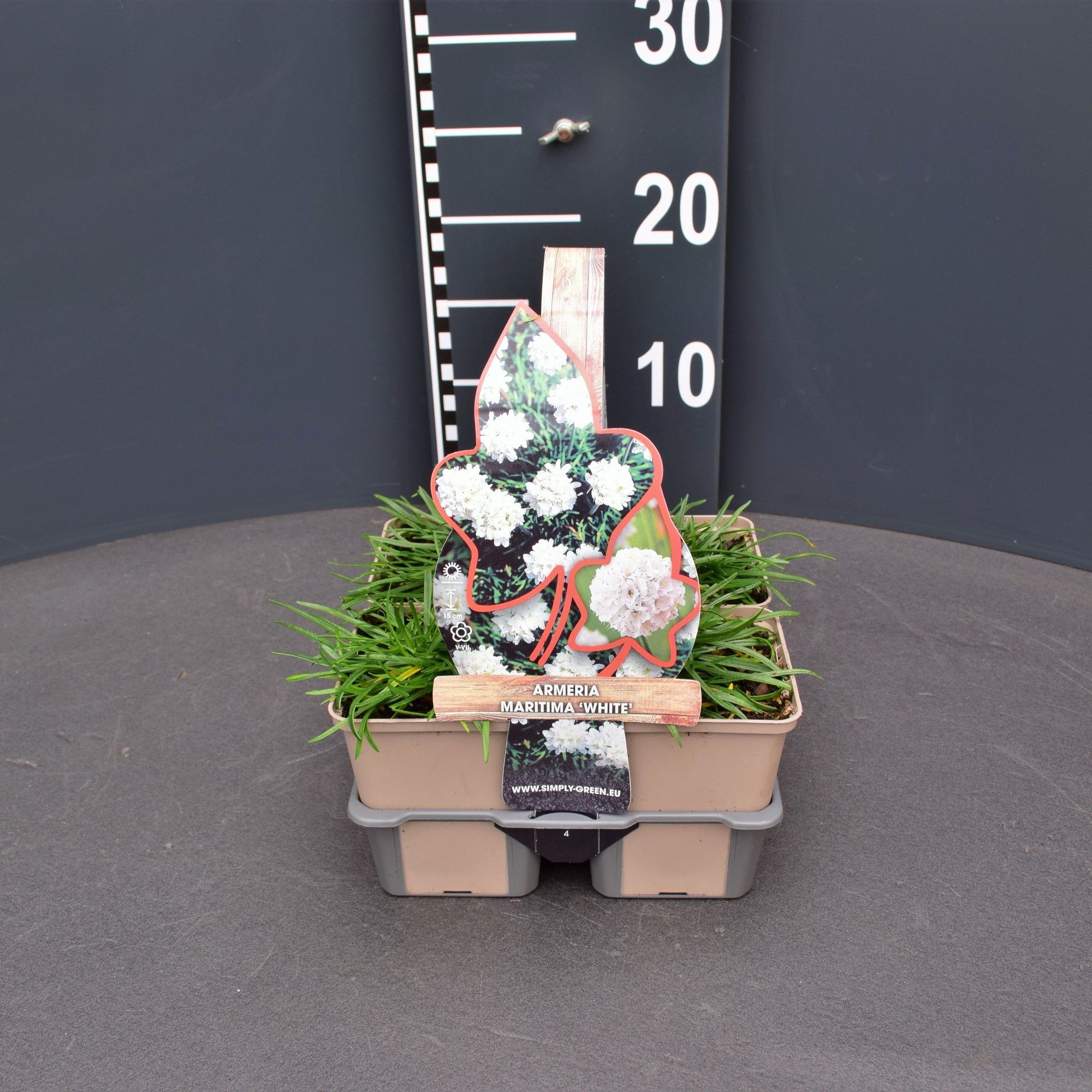 Armeria maritima 'White' (4-pack), D 9