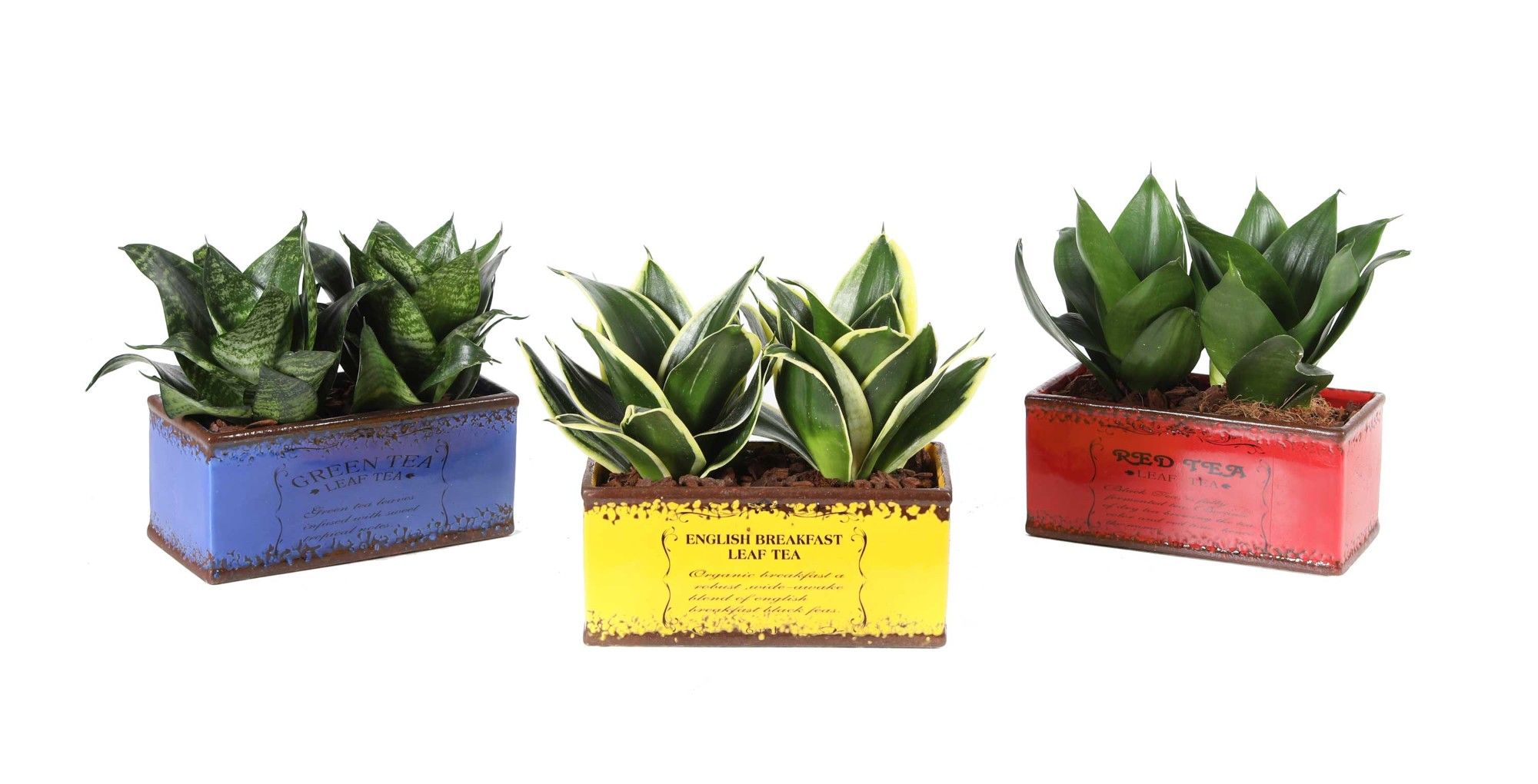 Tea Time Double Creations 9 cm, D 9