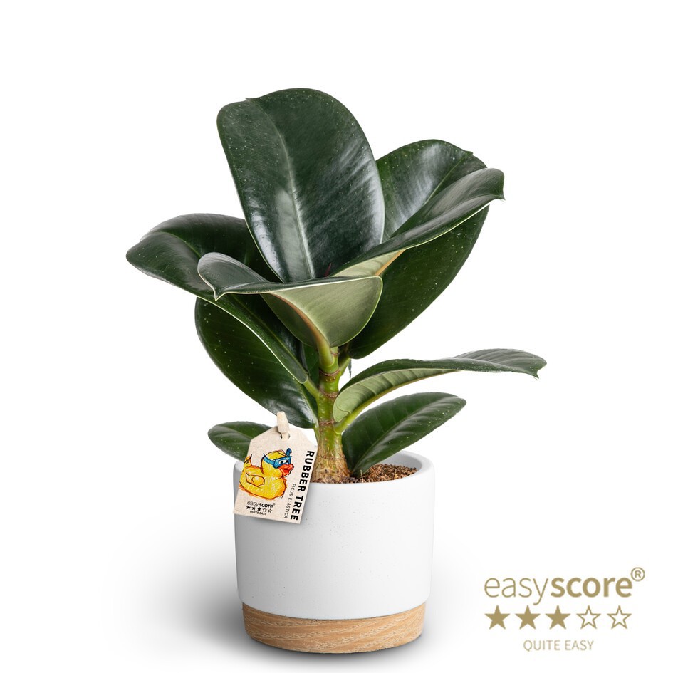 FICUS ELASTICA 40920689 WB White Sofia, D 10
