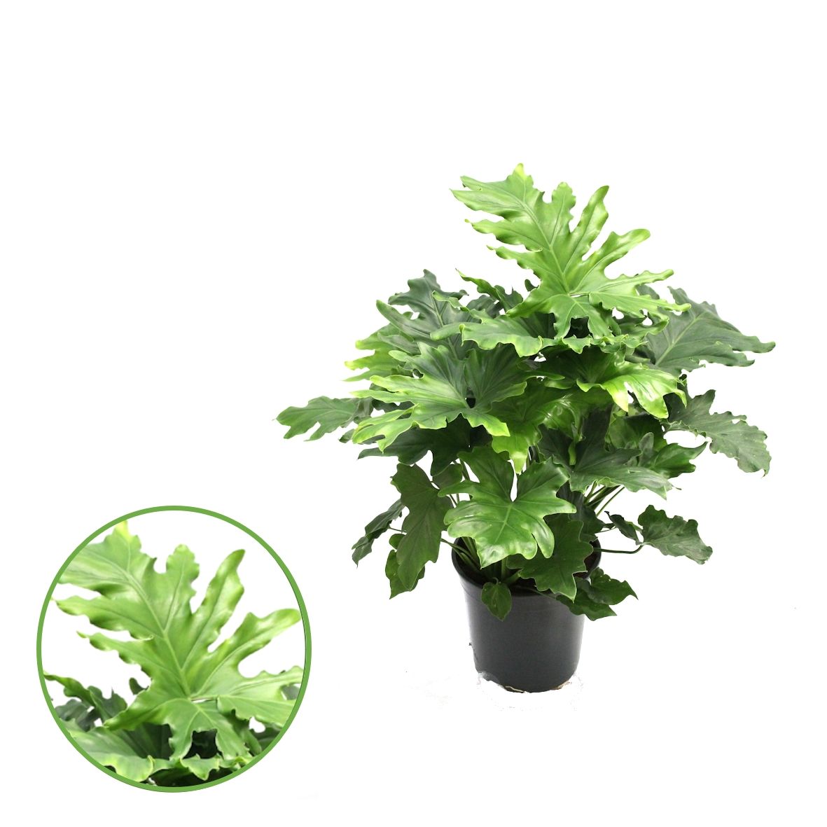 Philodendron 'Hope', D 21