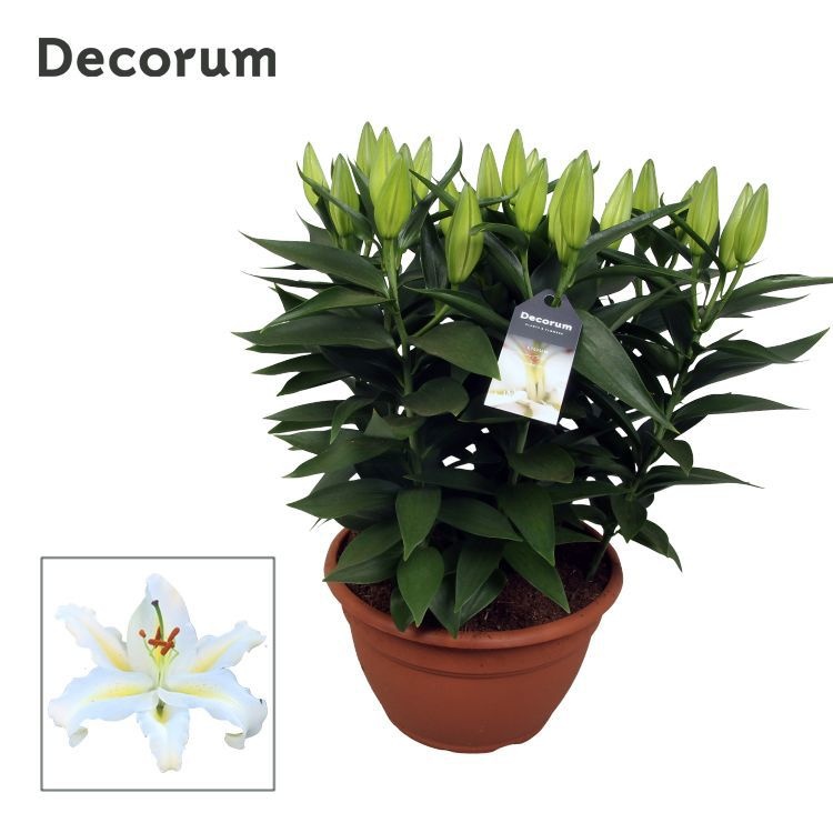 Lilium Oriental Wit schaal 9pp, D 25
