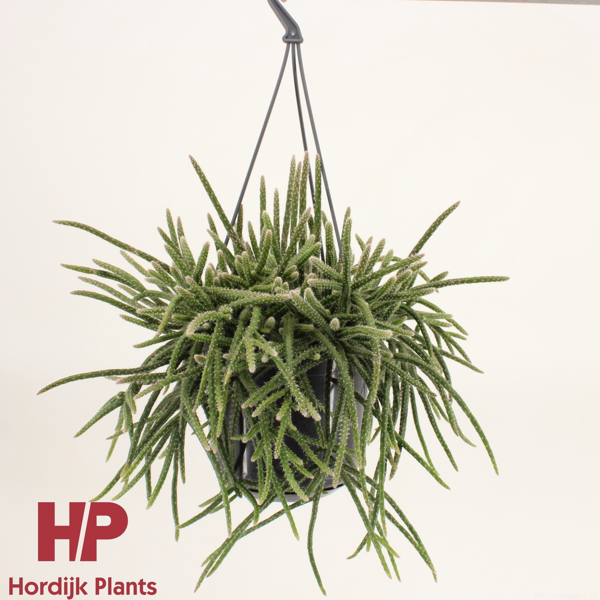 Rhipsalis baccifera subsp. horrida 15cm, D 15