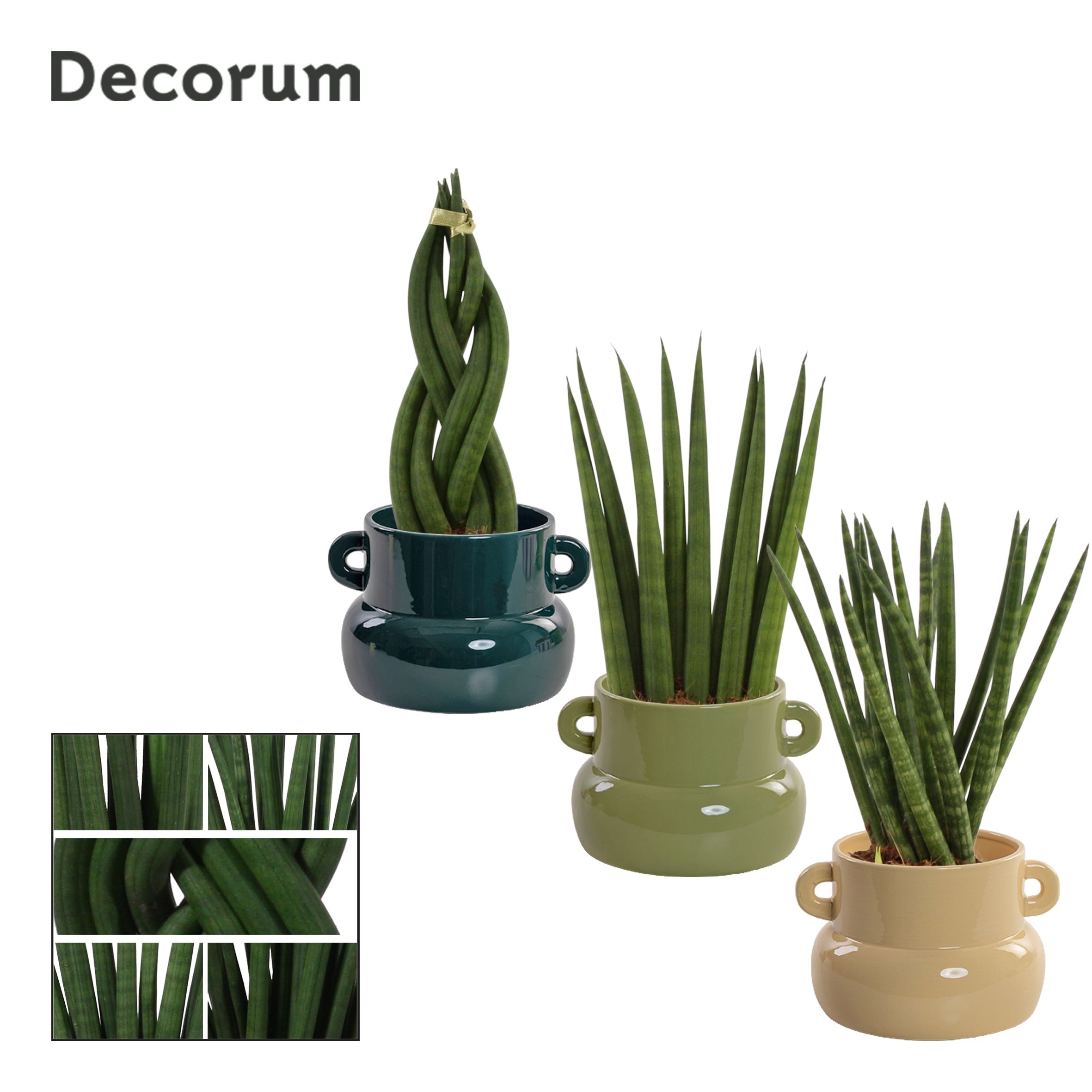 Sansevieria Cylindrica 9 cm Mix in Lucy (Top blend-collection), D 9