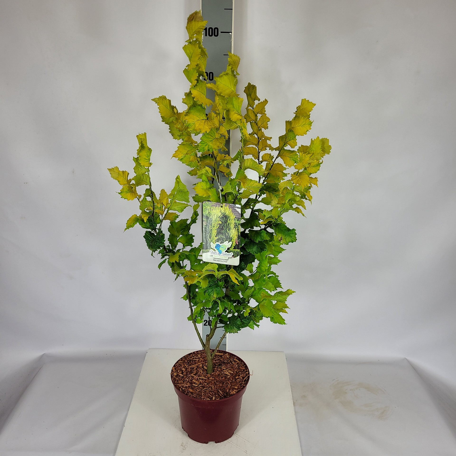 Ulmus carpinifolia 'Wredei' C5 60-80, D 21