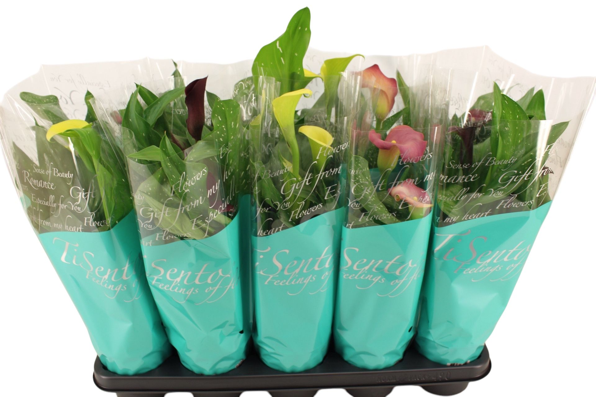 Zantedeschia (Calla) 12 cm - turquoise, D 12