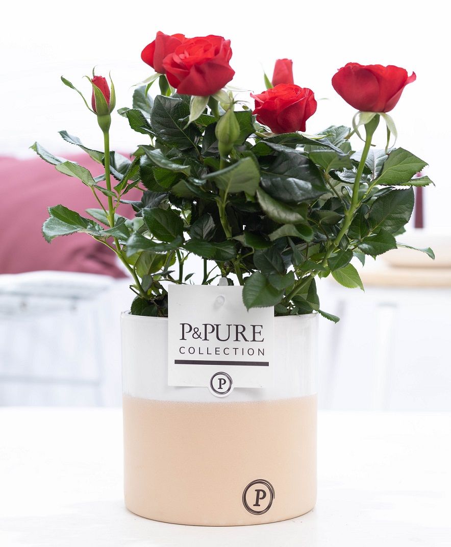 Rosa red in P&PURE Rosy ceramics, D 12